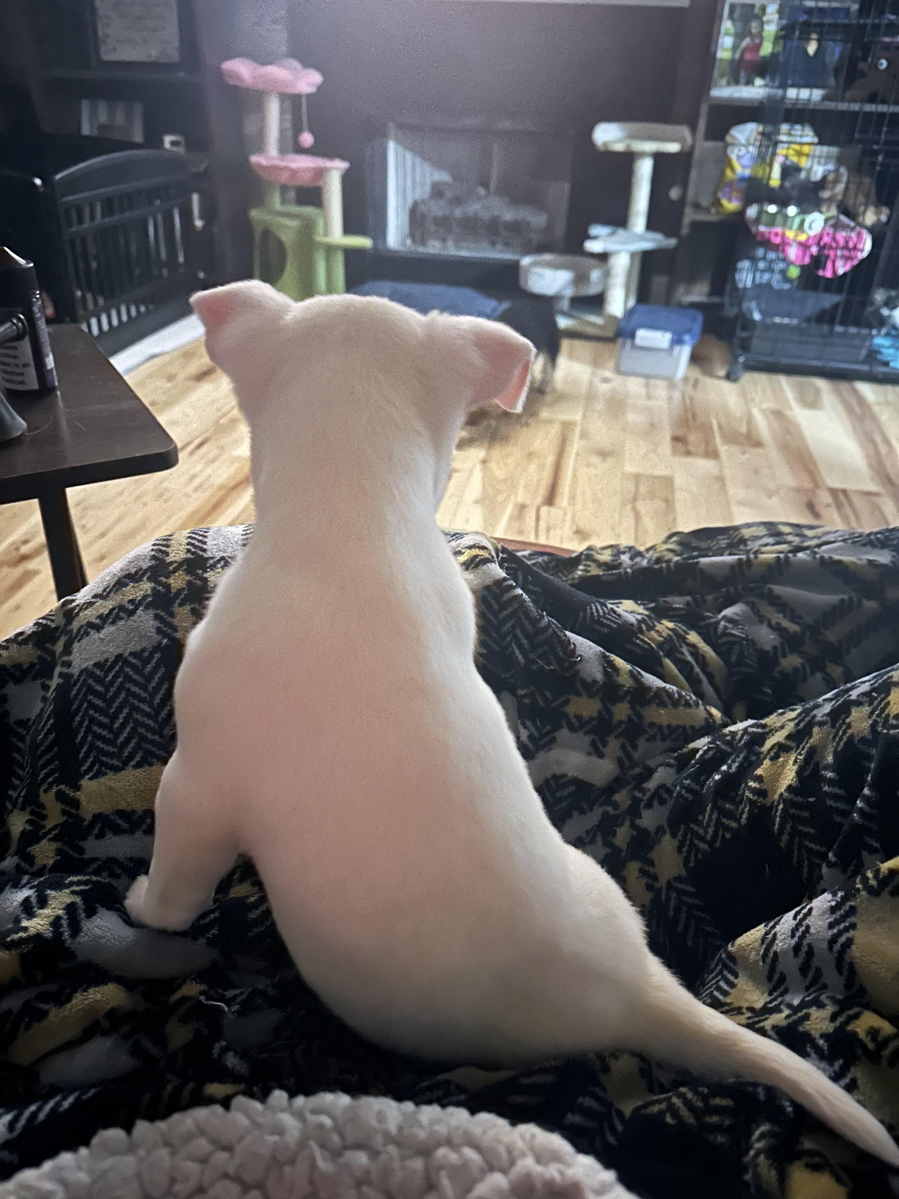 Enlarge Betty, a Adopted mixed breed in Goodlettsville, TN image 3/6