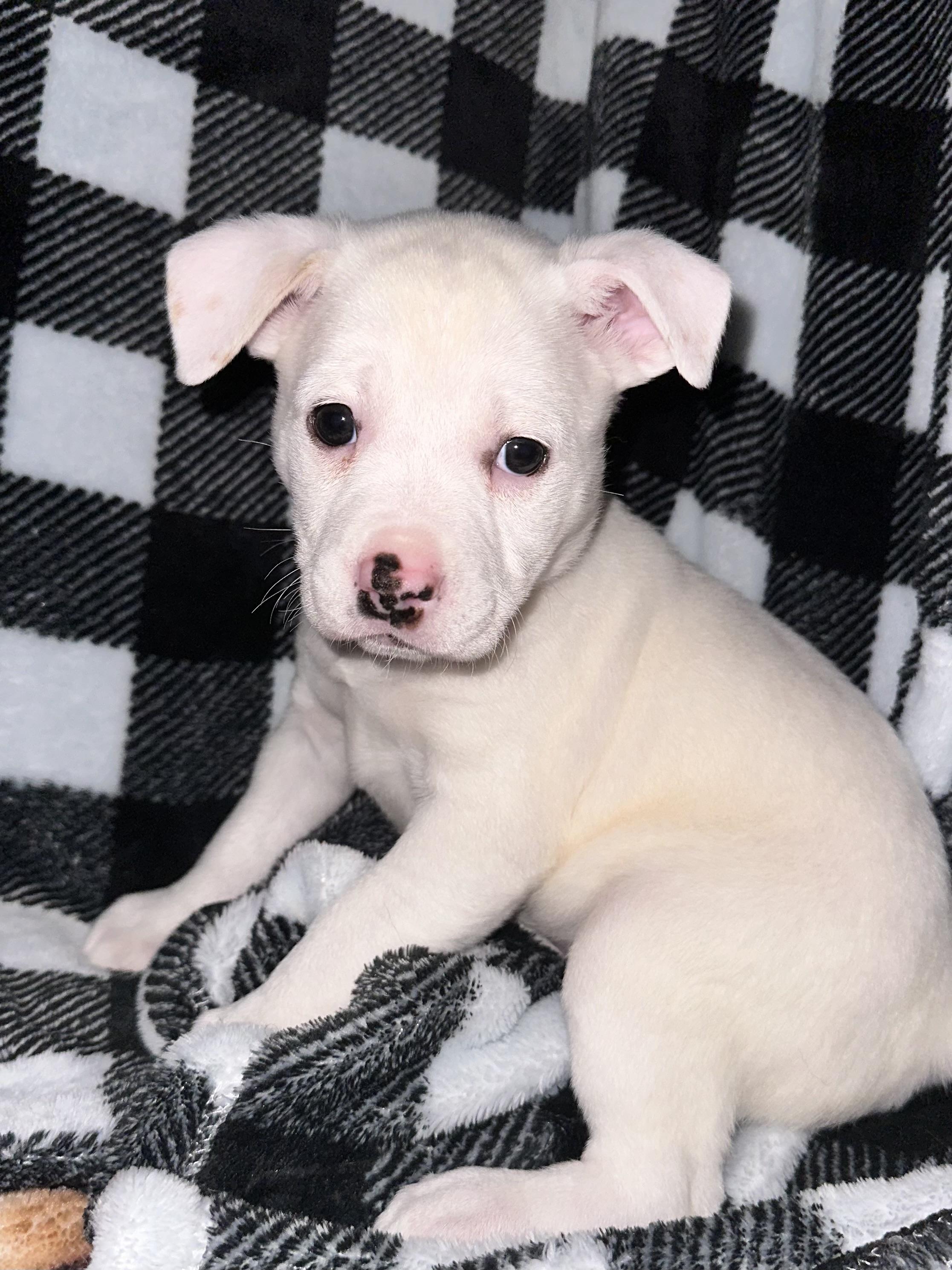 Betty, Adopted, Young Female Pit Bull Terrier.