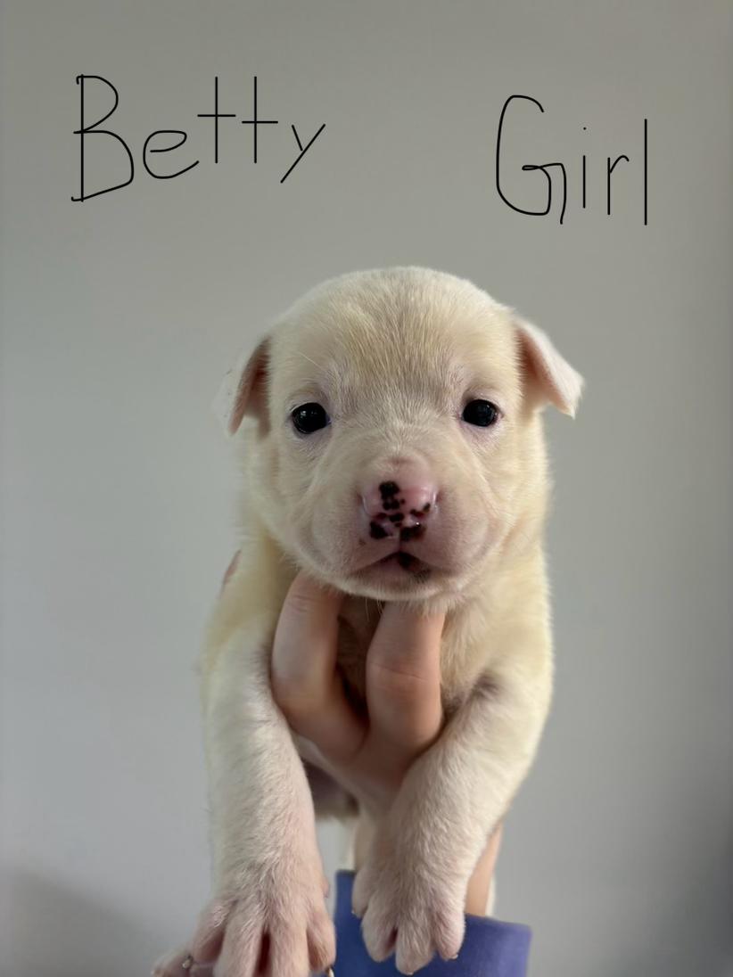 Betty, a Adopted mixed breed in Goodlettsville, TN image 5/6