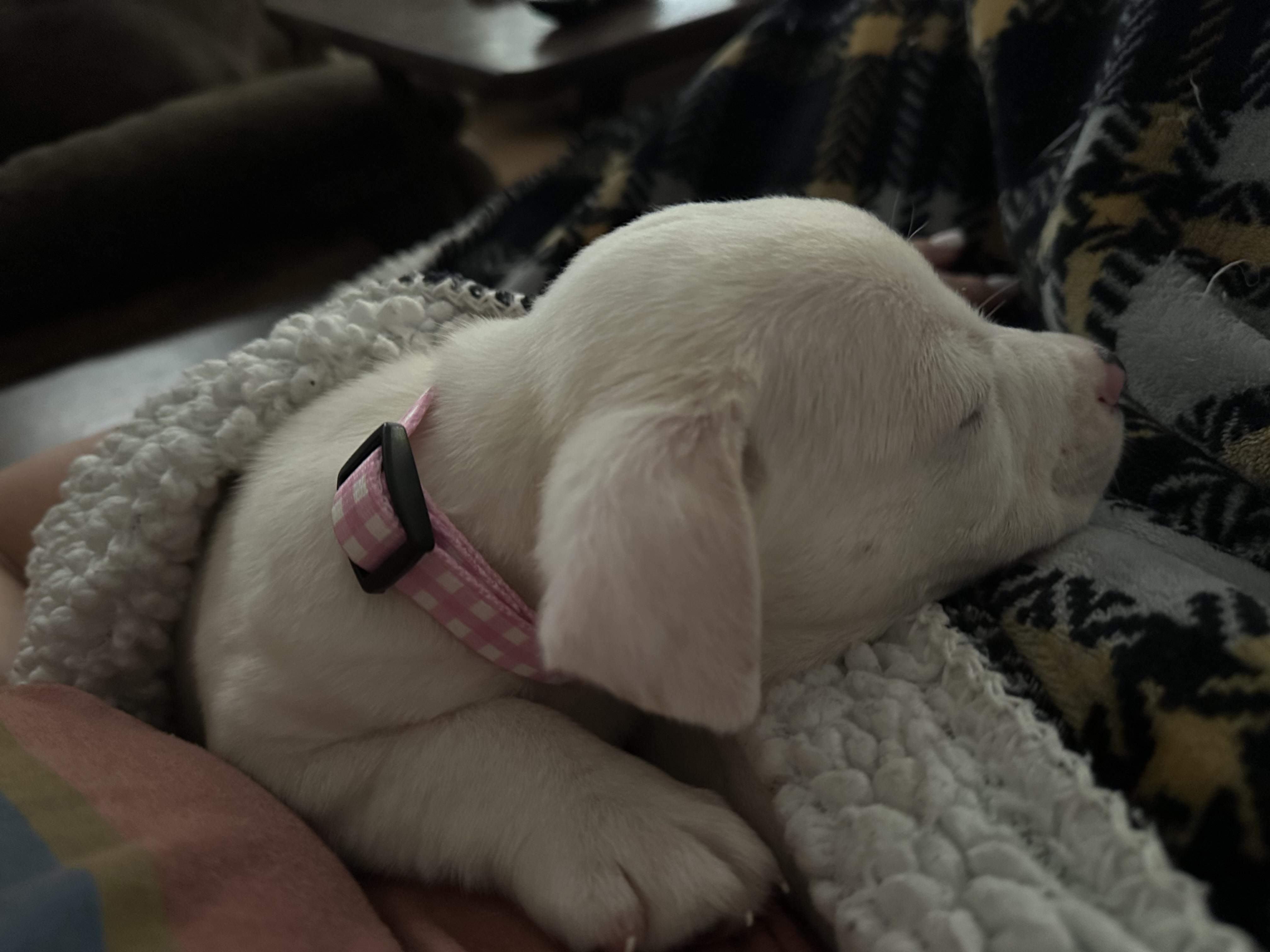 Enlarge Betty, a Adopted mixed breed in Goodlettsville, TN image 5/6