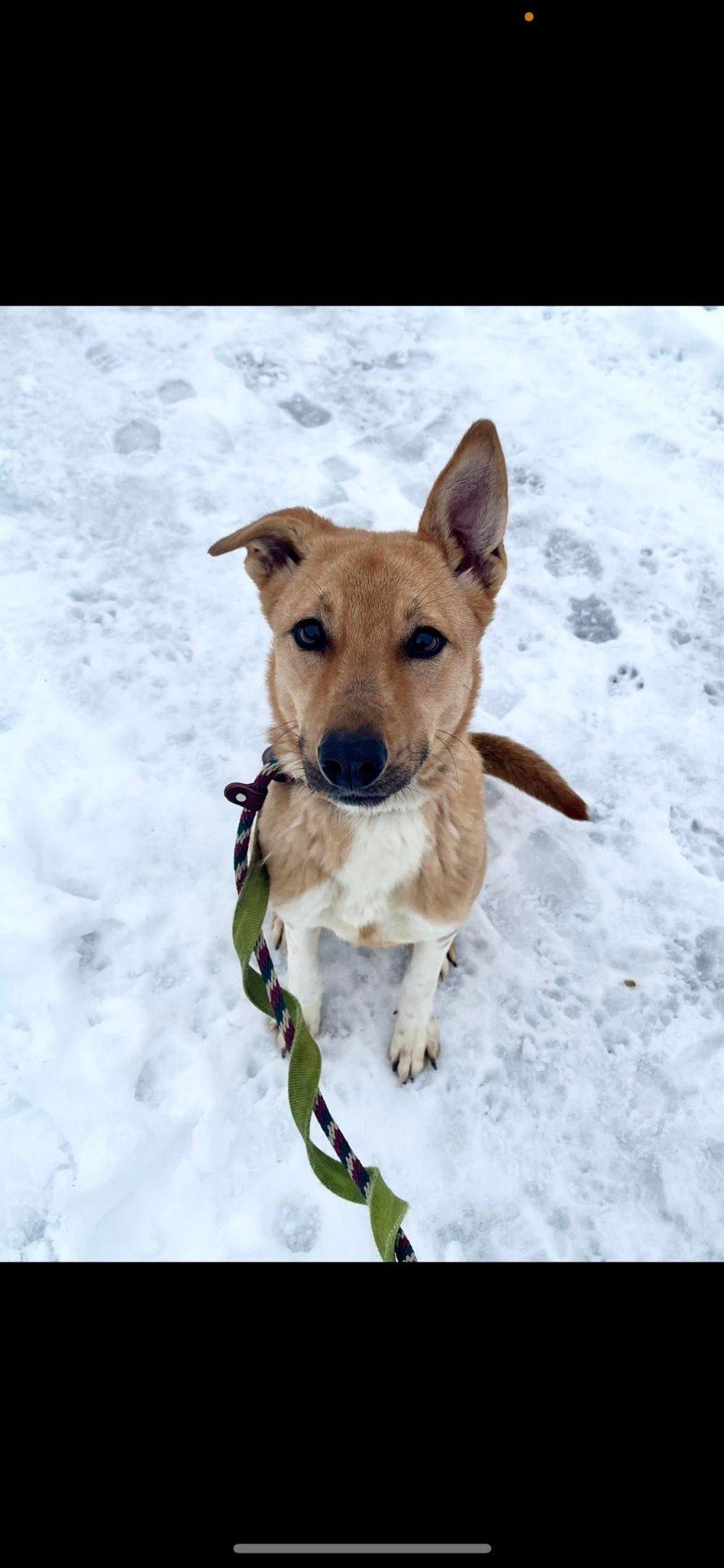 Yuki (20210805-03), an adoptable Basenji in Ridgeway, ON, L0S 1N0 | Photo Image 1