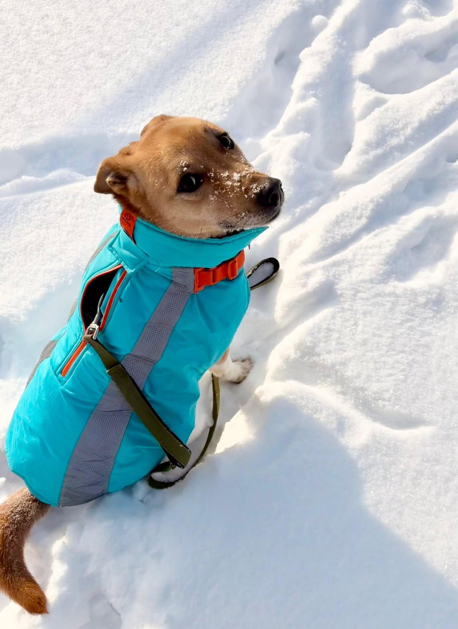 Enlarge Yuki (20210805-03), a Adoptable mixed breed in Ridgeway, ON image 3/6