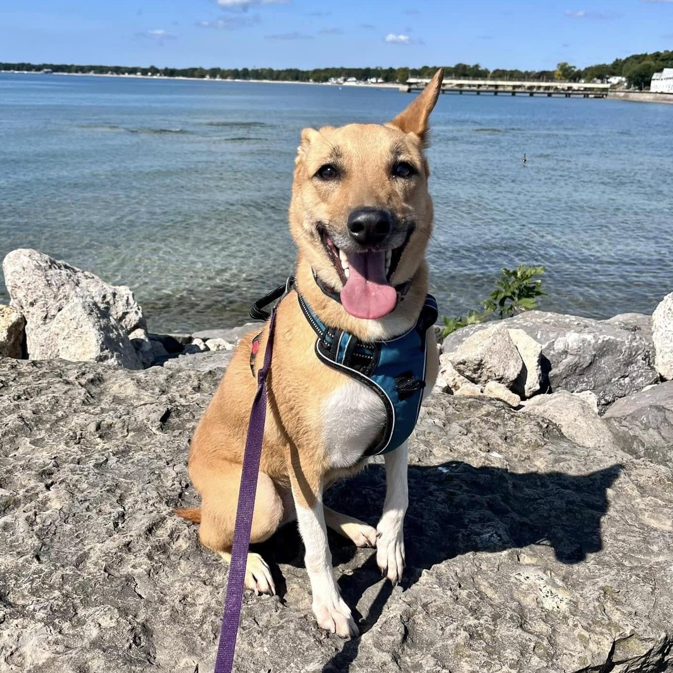 Yuki (20210805-03), a Adoptable mixed breed in Ridgeway, ON image 4/6