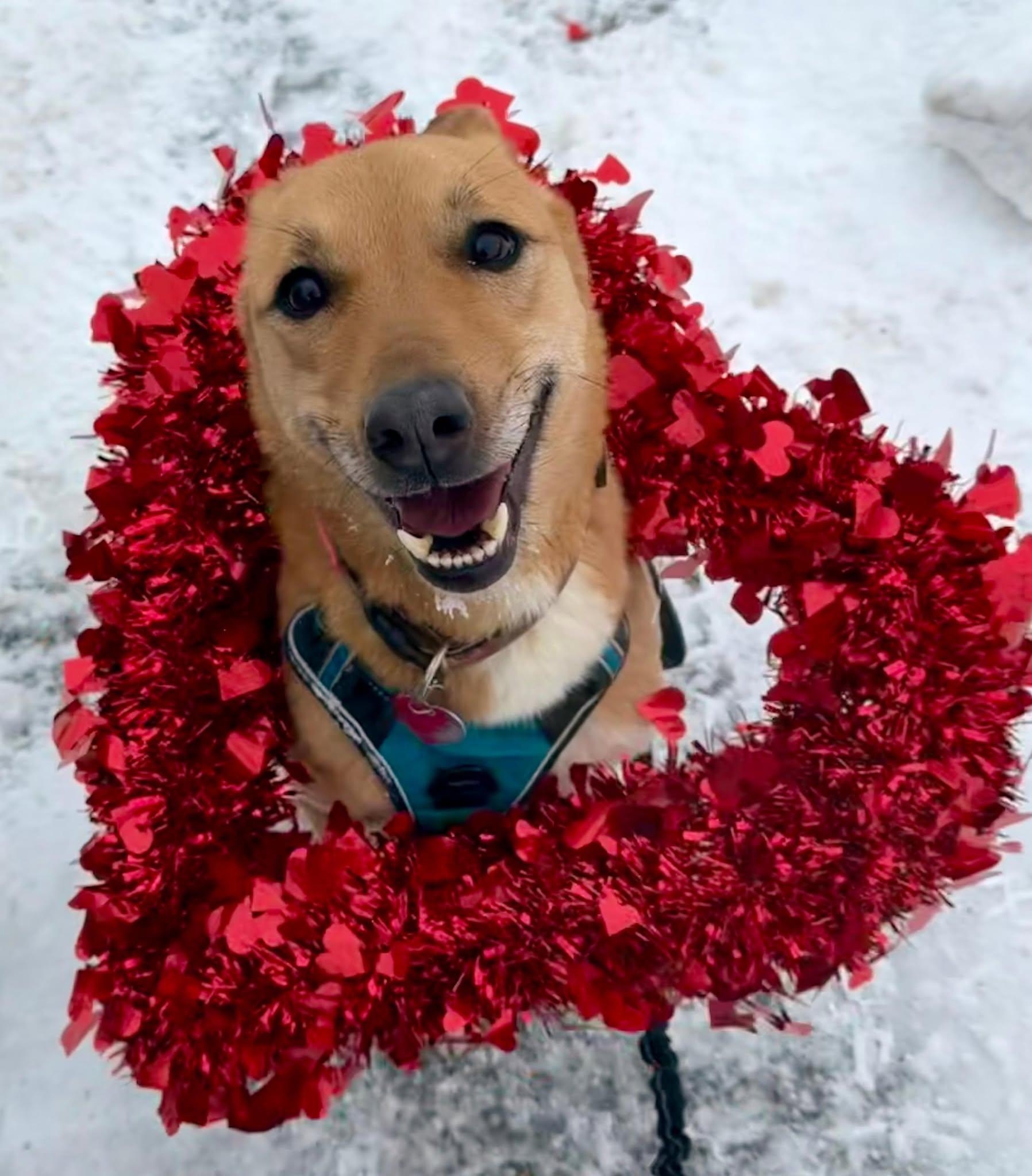 Yuki (20210805-03), Adoptable, Adult Female Basenji.