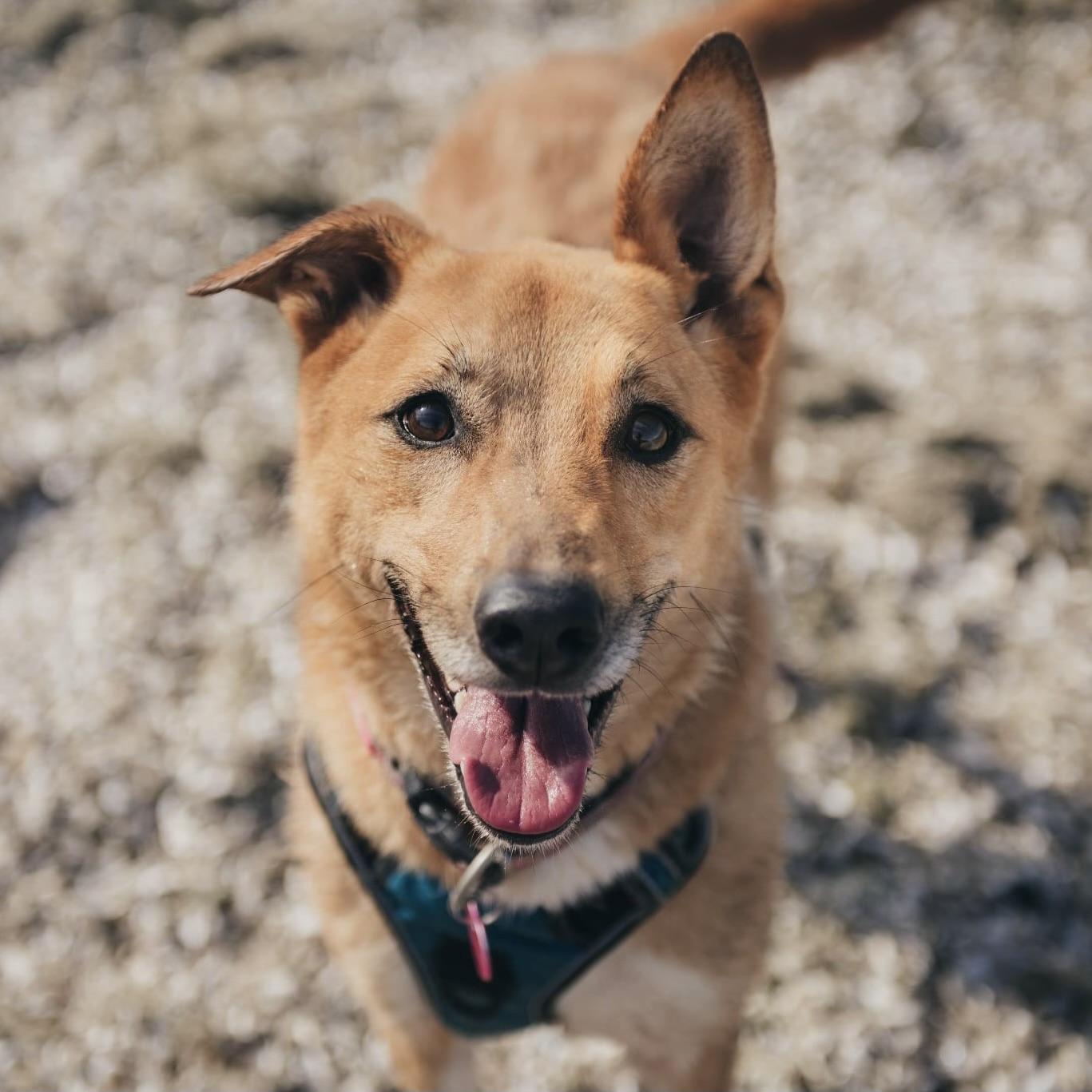 Yuki (20210805-03), a Adoptable mixed breed in Ridgeway, ON image 5/6