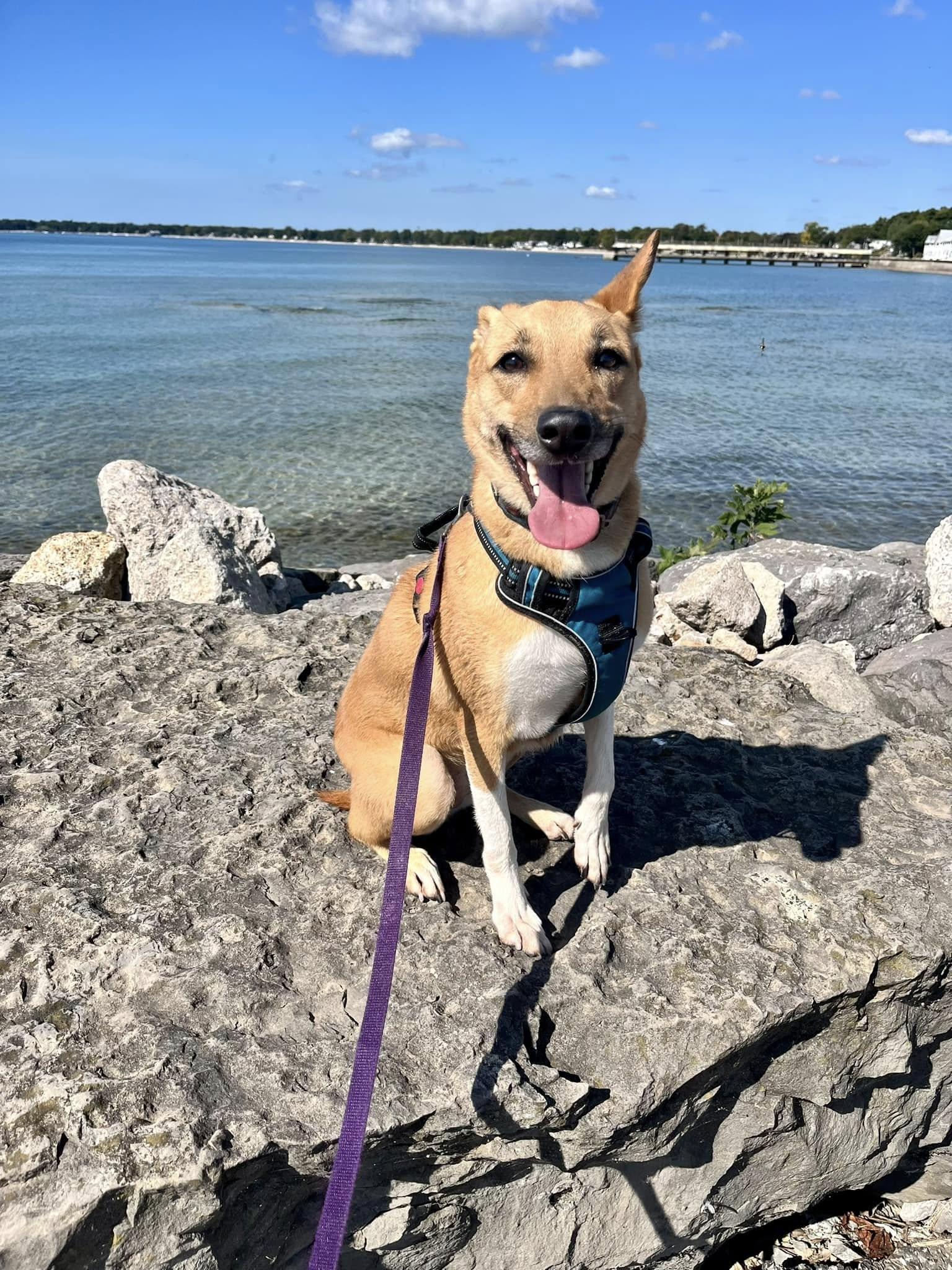 Yuki (20210805-03), an adoptable Basenji in Ridgeway, ON, L0S 1N0 | Photo Image 4