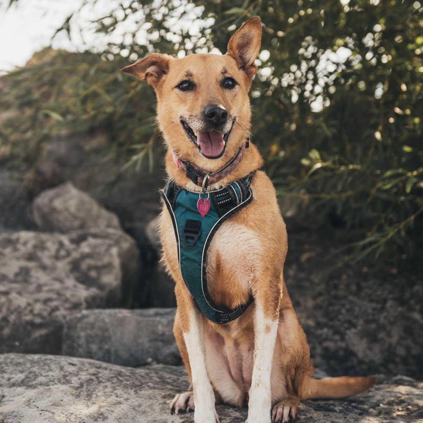 Yuki (20210805-03), a Adoptable mixed breed in Ridgeway, ON image 3/6