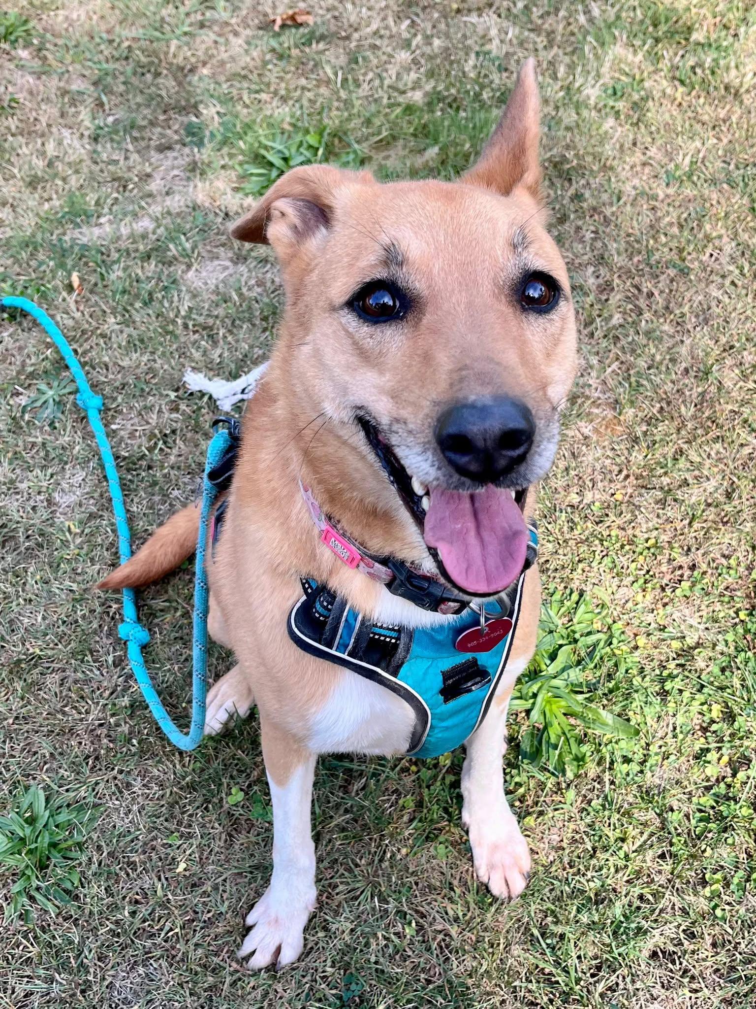 Enlarge Yuki (20210805-03), a Adoptable mixed breed in Ridgeway, ON image 4/6