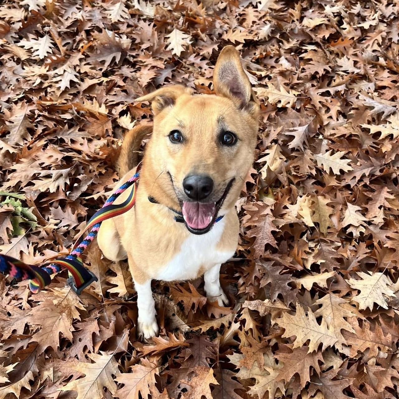 Yuki (20210805-03), a Adoptable mixed breed in Ridgeway, ON image 1/6