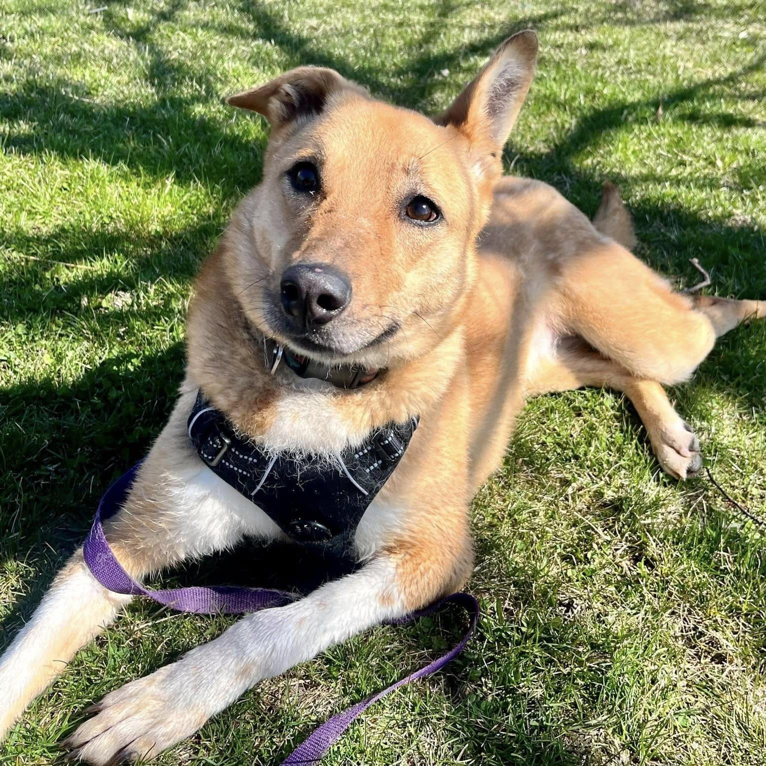 Yuki (20210805-03), a Adoptable mixed breed in Ridgeway, ON image 6/6