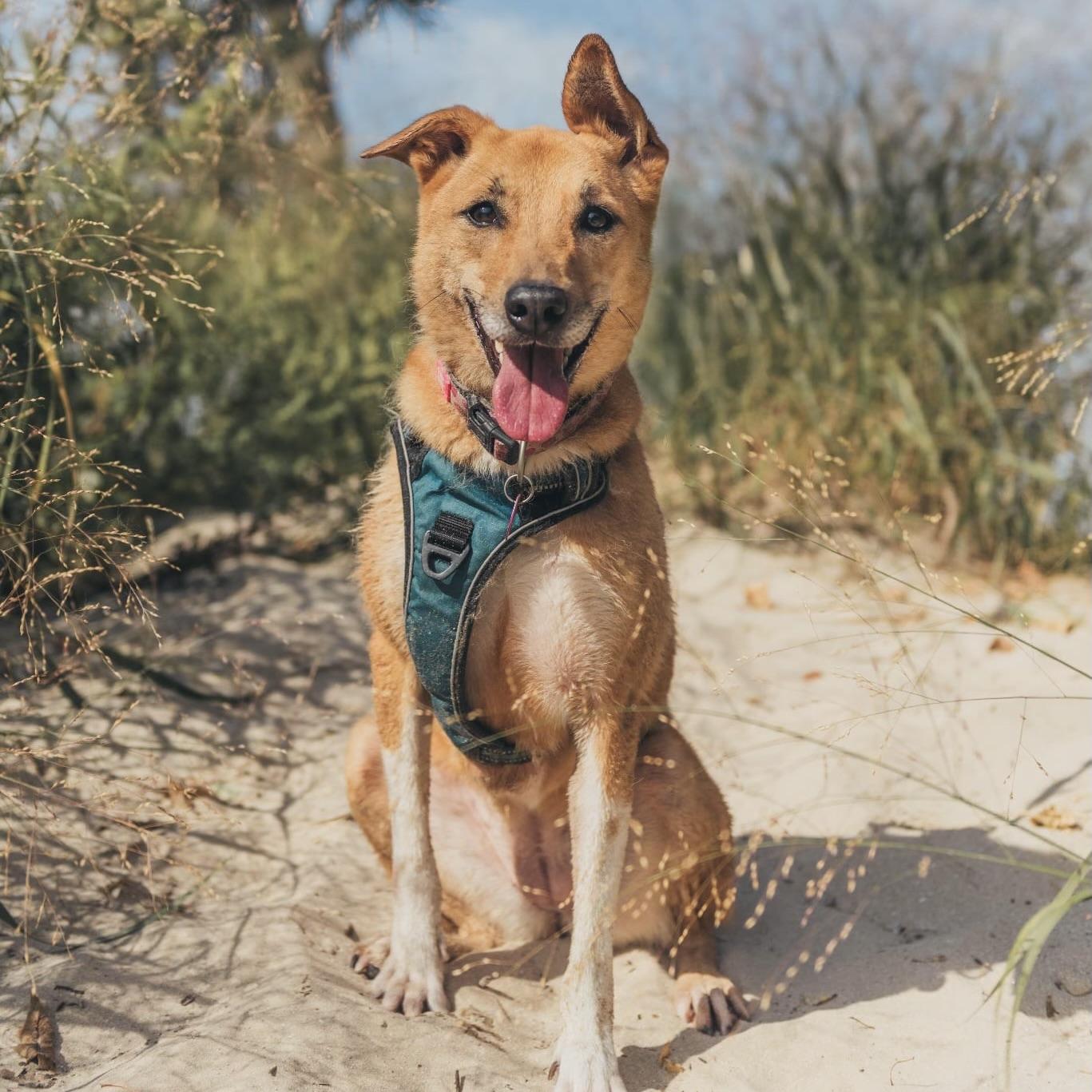 Yuki (20210805-03), a Adoptable mixed breed in Ridgeway, ON image 2/6