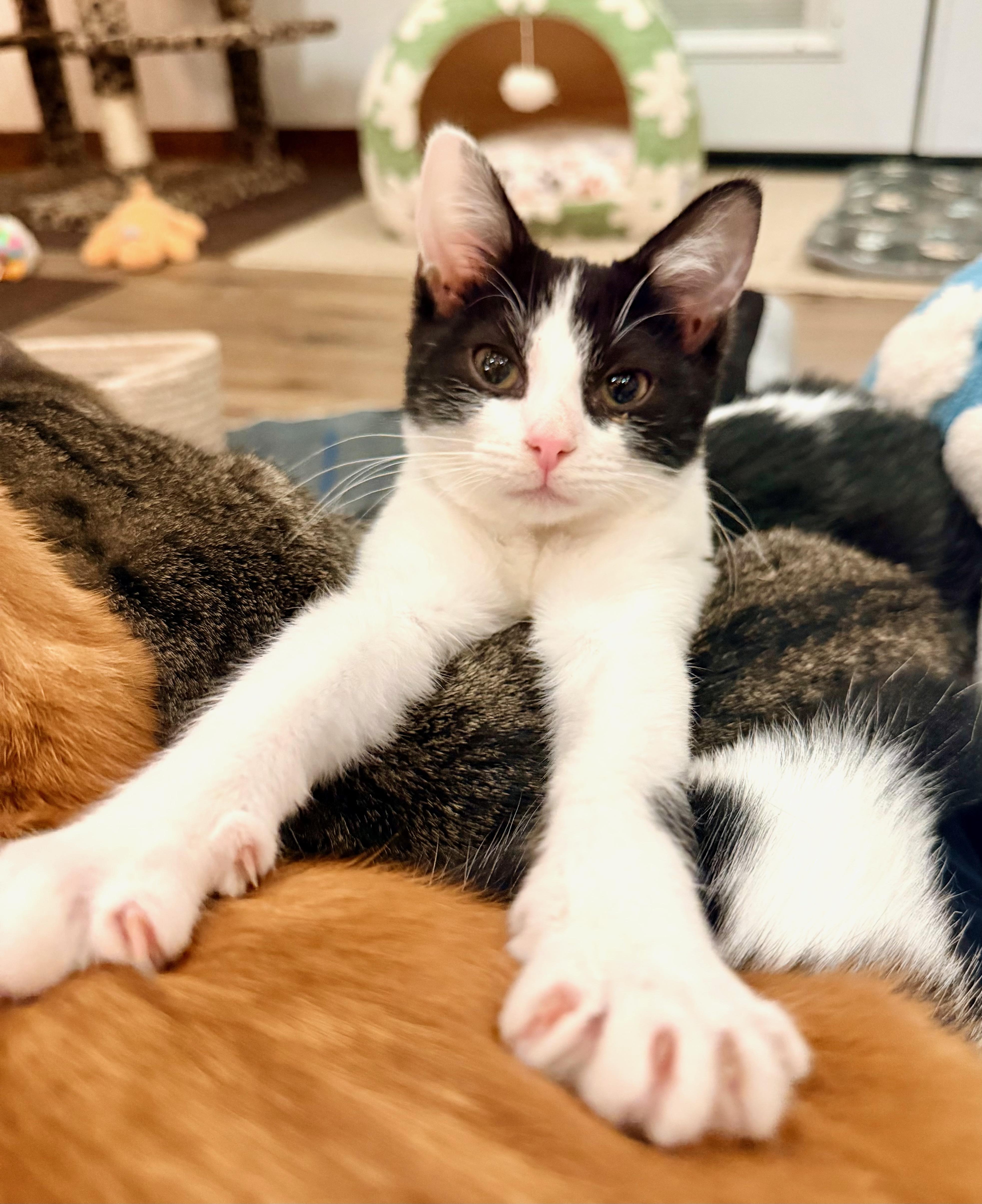 Janet, ADOPTABLE, Young Female Domestic Short Hair.