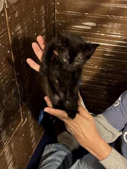 Enlarge Chicago, a Adoptable mixed breed in Lawrenceville, GA image 1/1