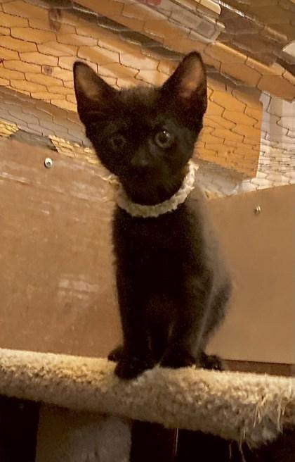 Enlarge Chicago, a Adoptable Domestic Short Hair in Lawrenceville, GA image 1/2