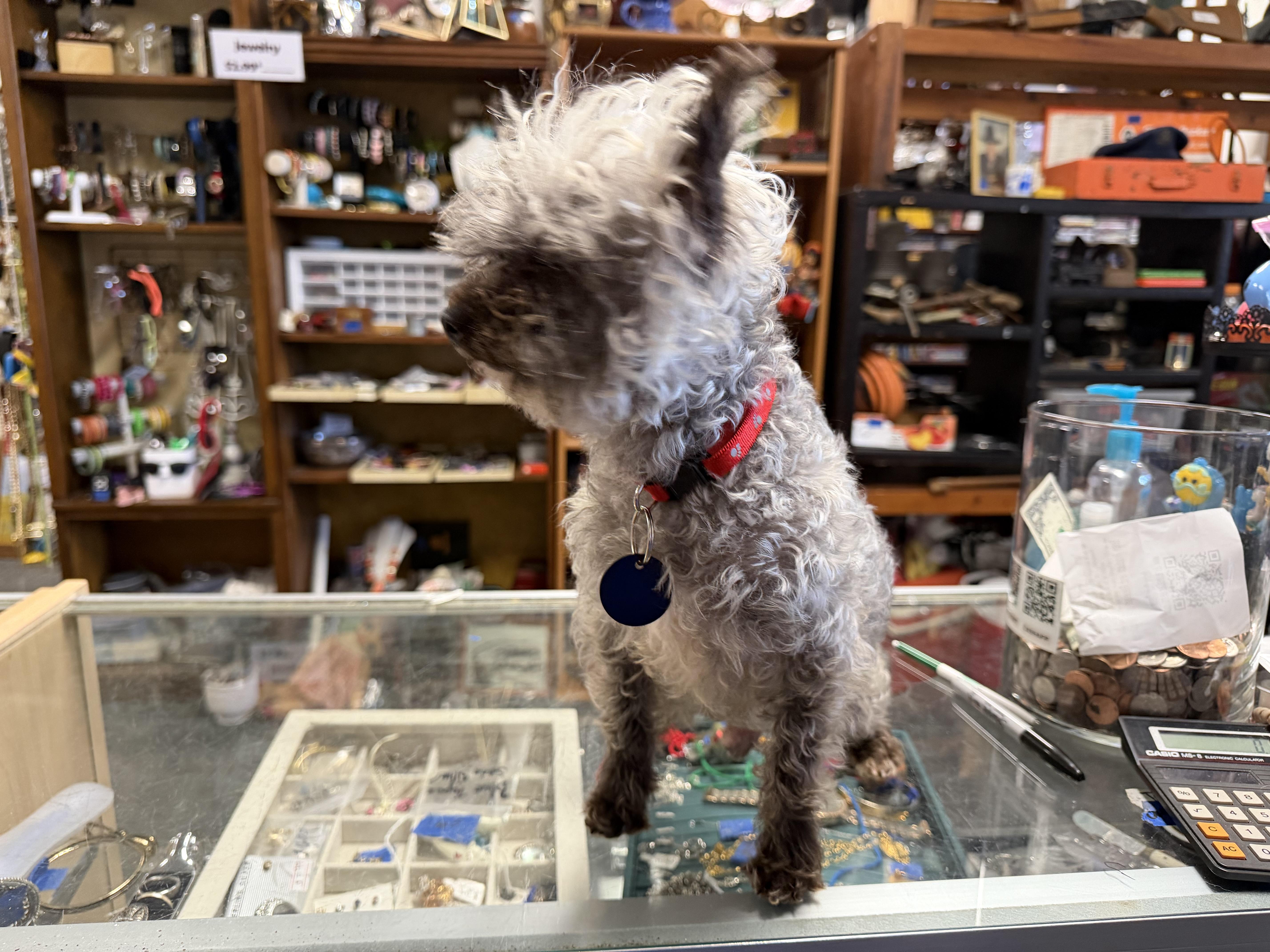 Enlarge Arnold , an adopted mixed breed in Broken Arrow, OK image 2/2