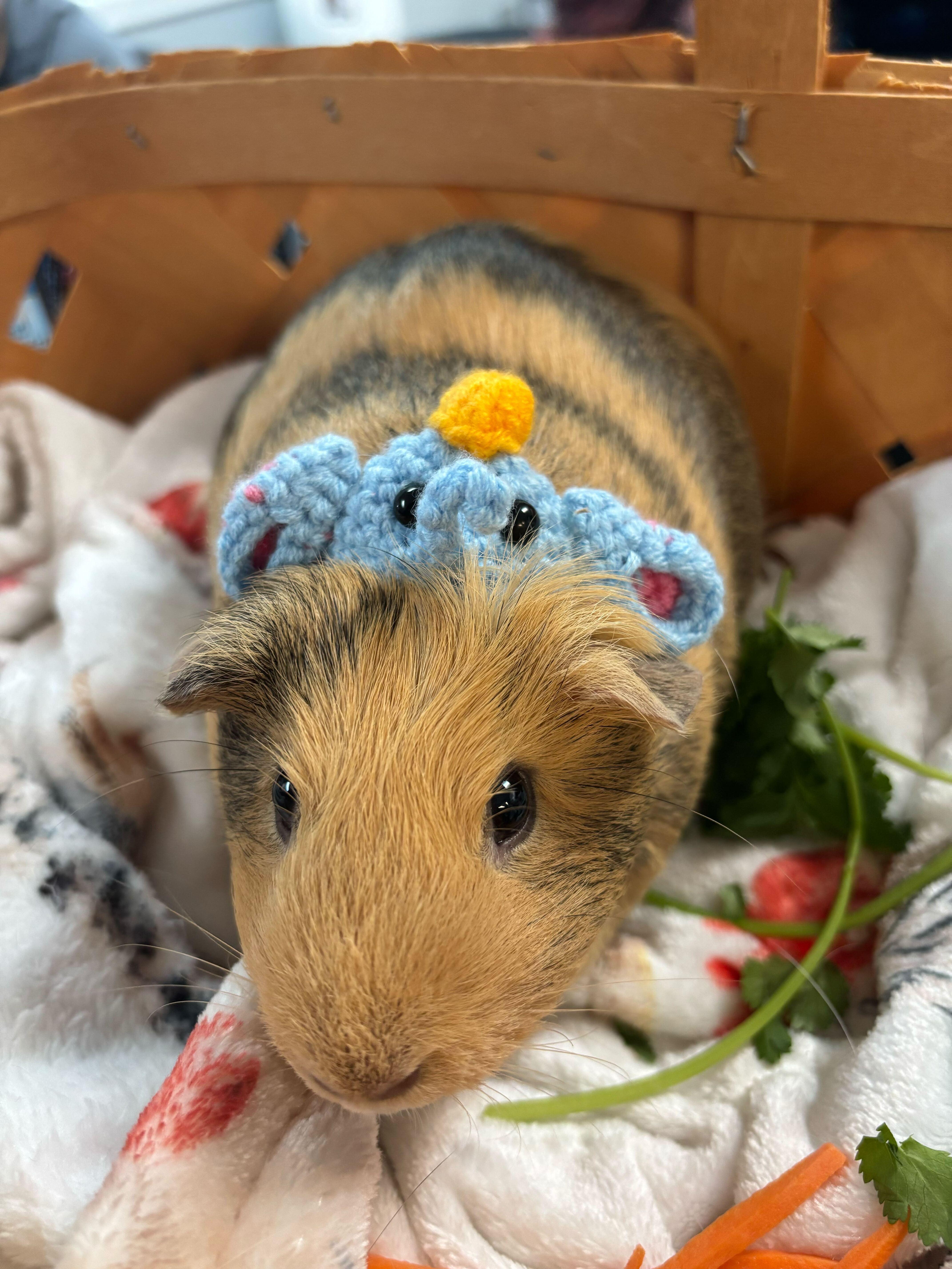 Enlarge Butterscotch, a Adoptable Short-Haired in Manchester, NH image 1/2