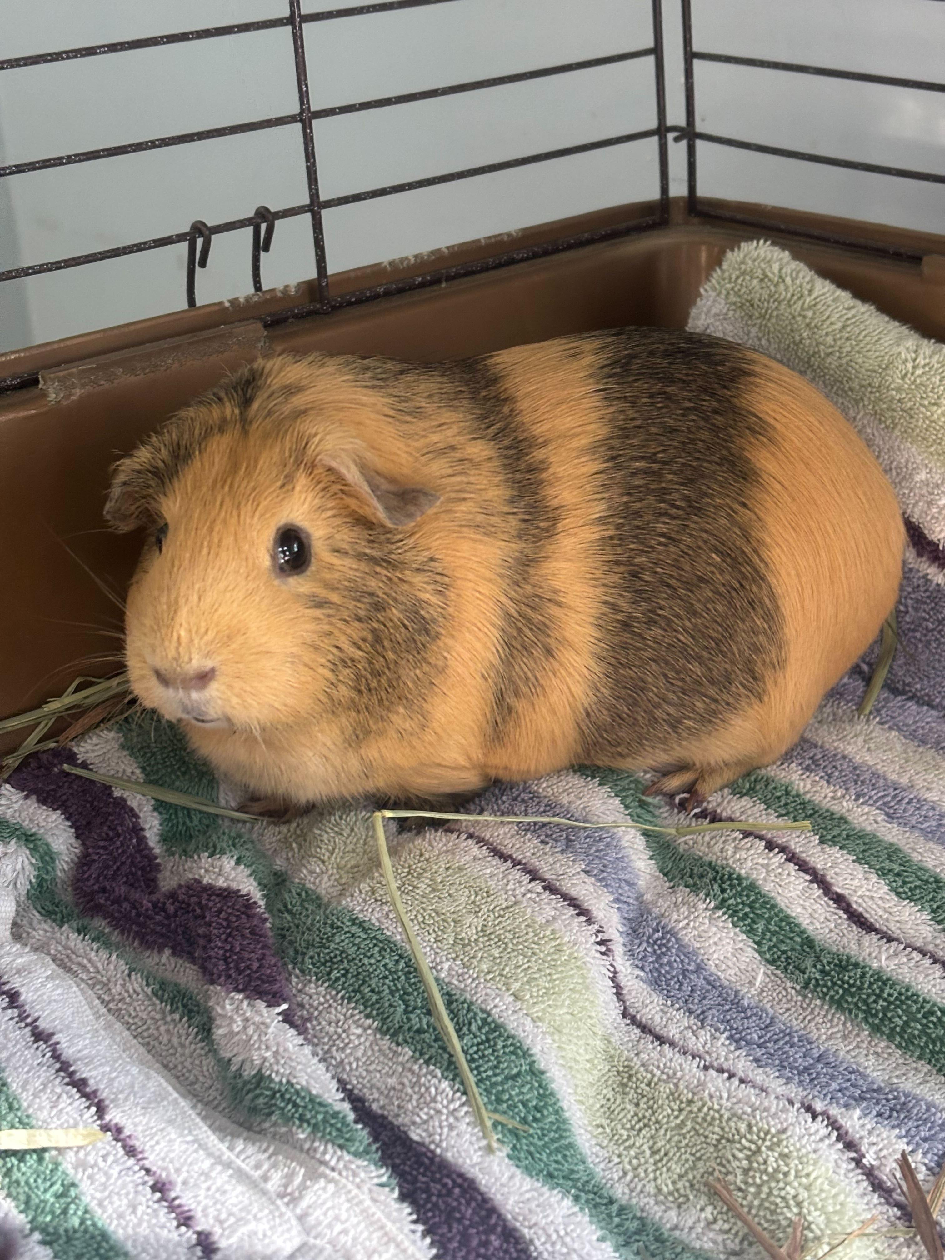 Enlarge Butterscotch, a Adoptable Short-Haired in Manchester, NH image 2/2