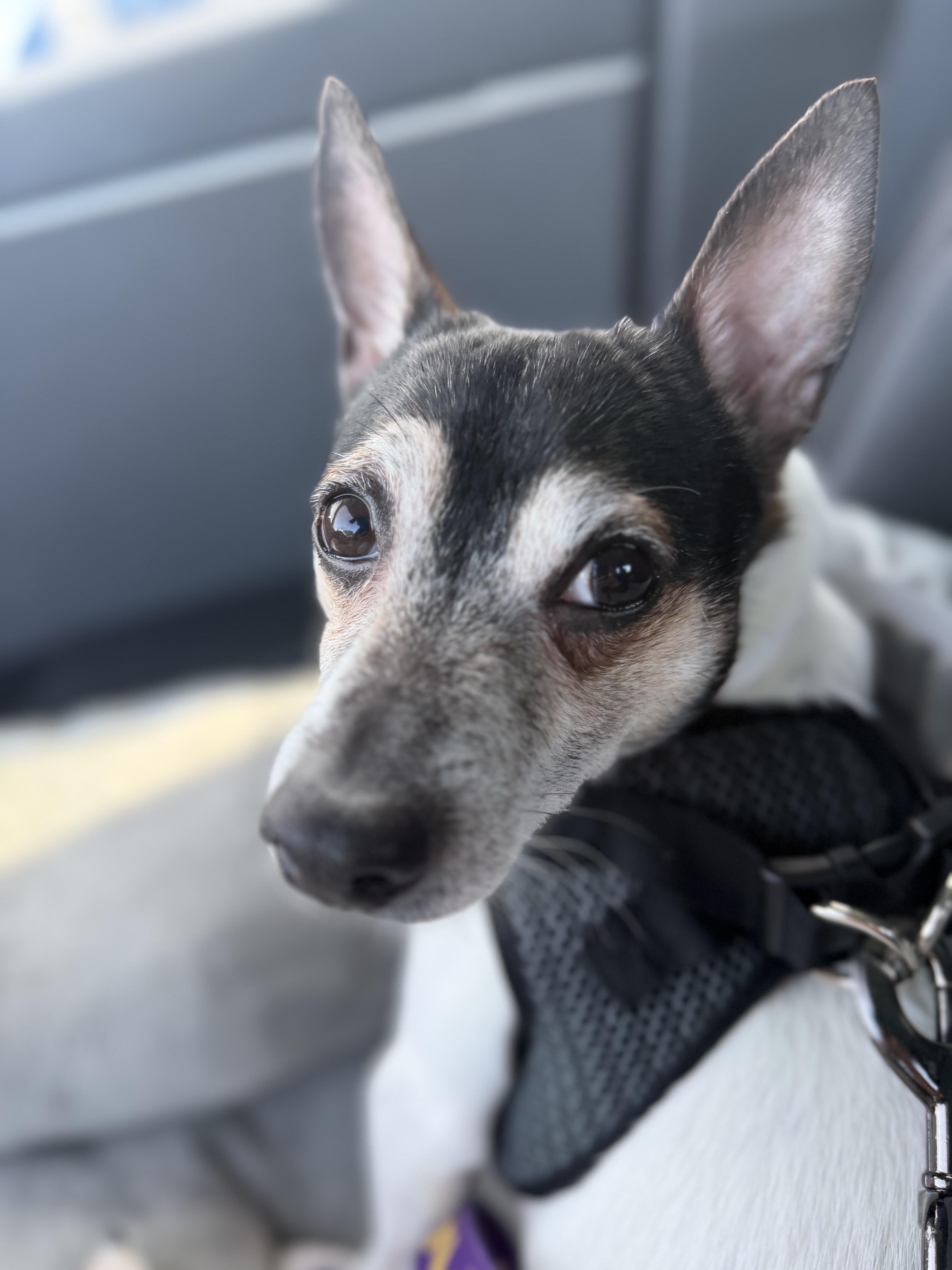 Enlarge Finn, a Adoptable Rat Terrier in Stamford, CT image 3/4