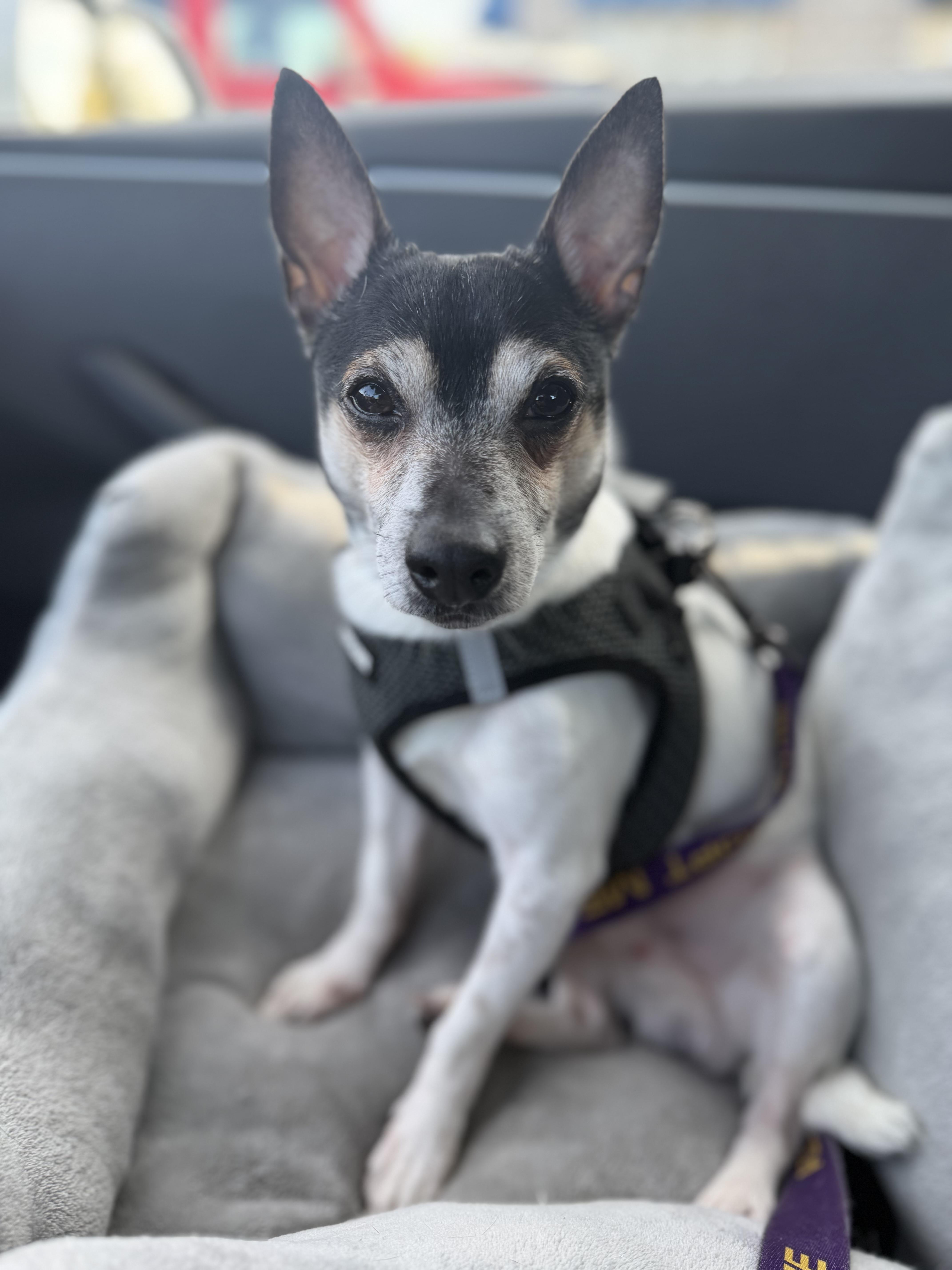 Enlarge Finn, a Adoptable Rat Terrier in Stamford, CT image 2/4