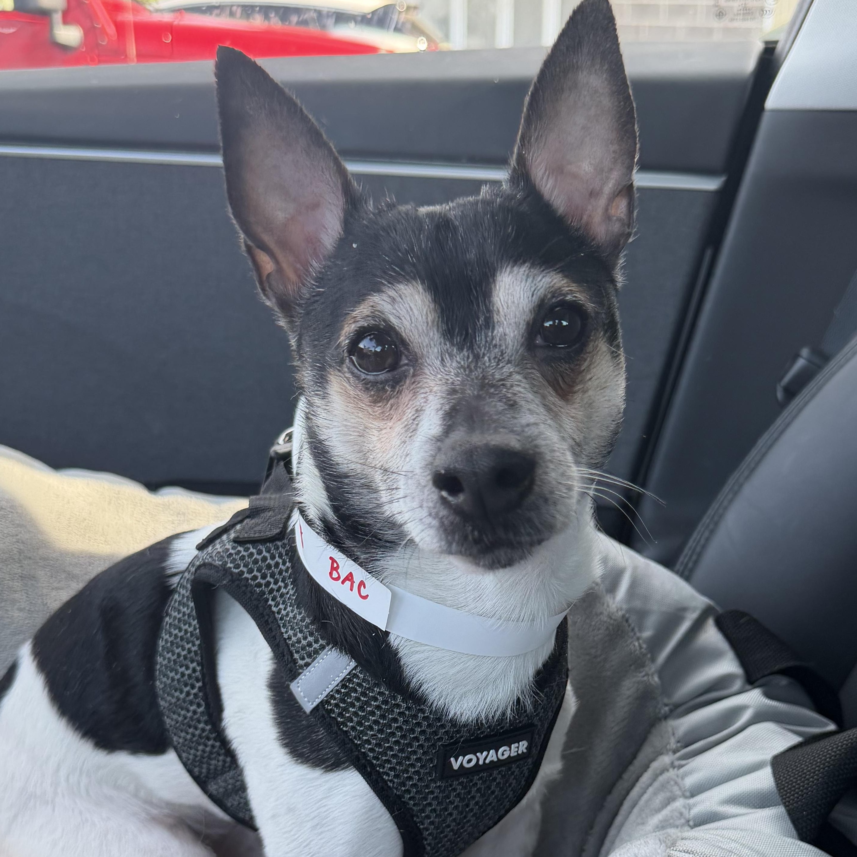 Enlarge Finn, a Adoptable Rat Terrier in Stamford, CT image 1/4