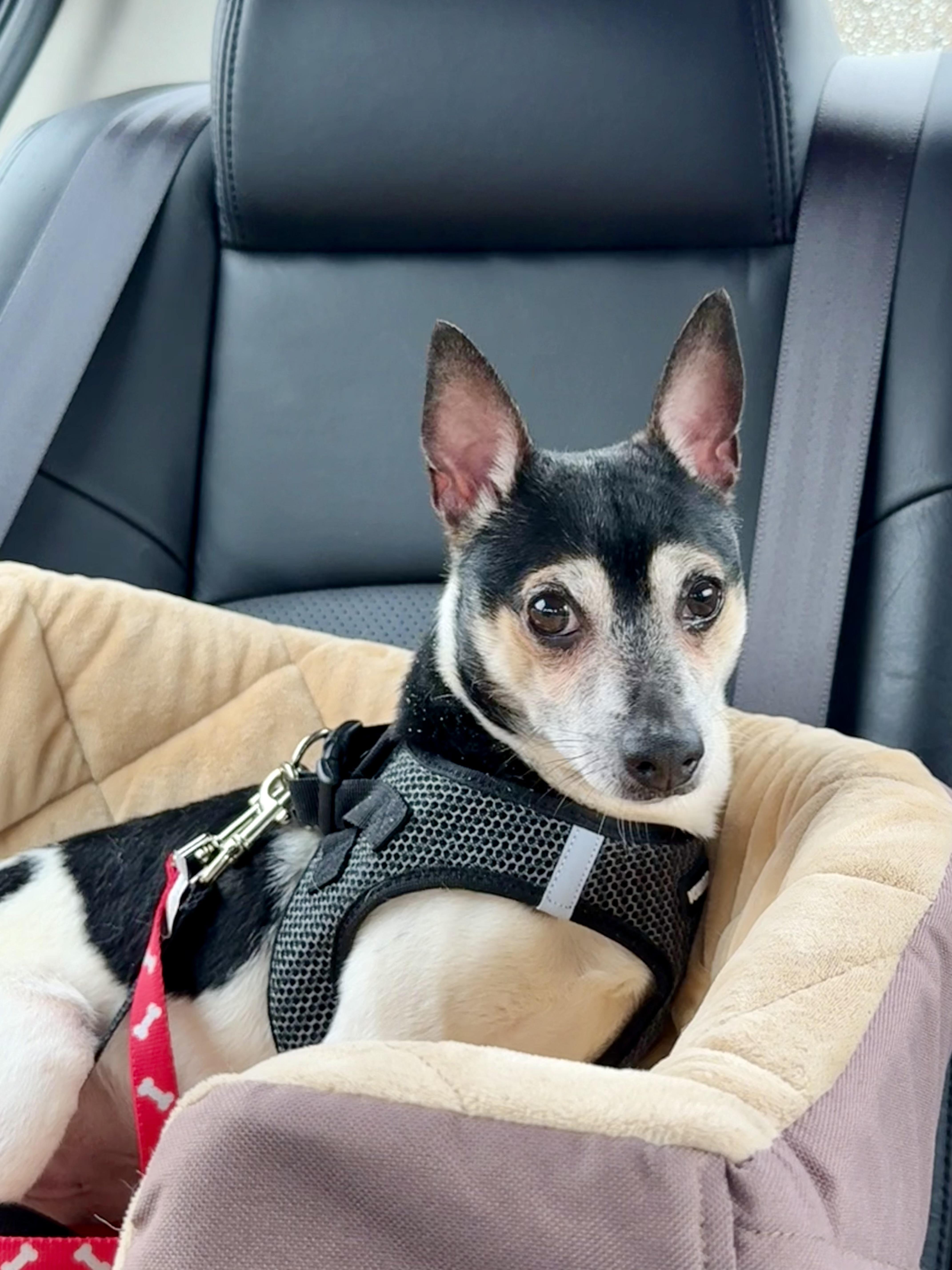Enlarge Finn, a Adoptable Rat Terrier in Stamford, CT image 4/4