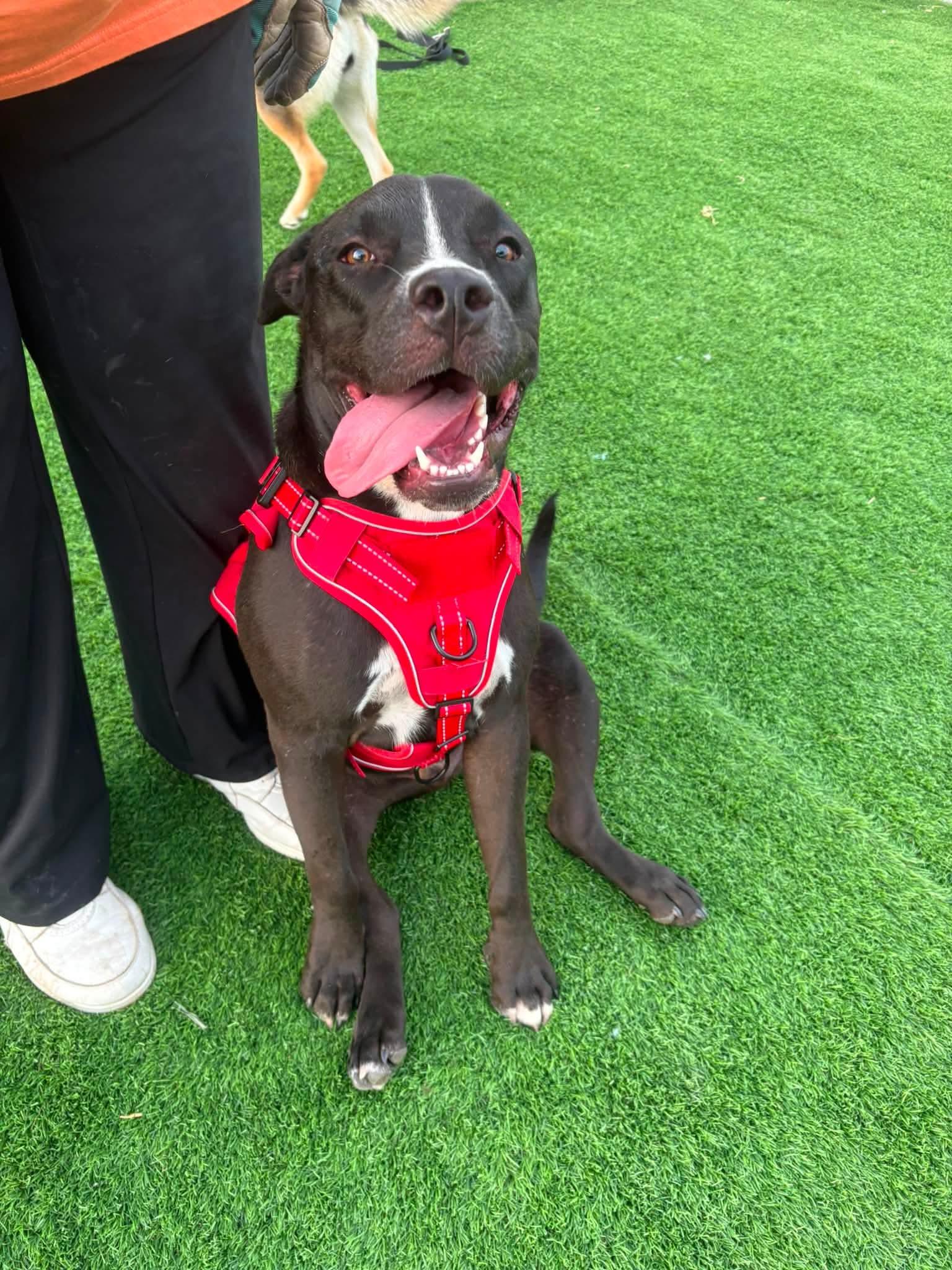 Enlarge Bubba, a ADOPTABLE Pit Bull Terrier in Denver , CO image 4/6