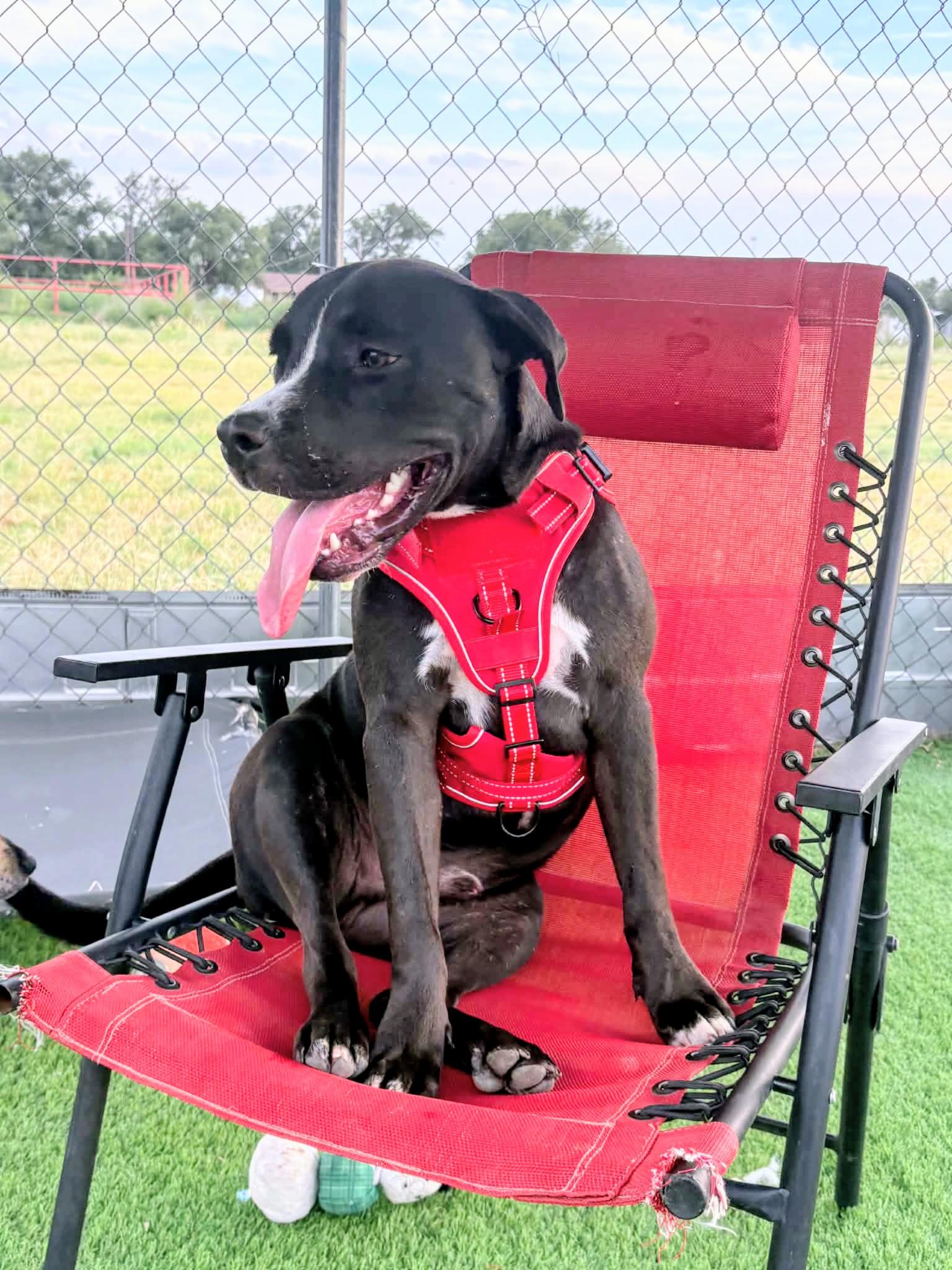 Bubba, ADOPTABLE, Adult Male Pit Bull Terrier.