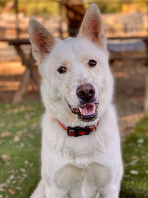 Charmin, Adoptable, Adult Male Husky.