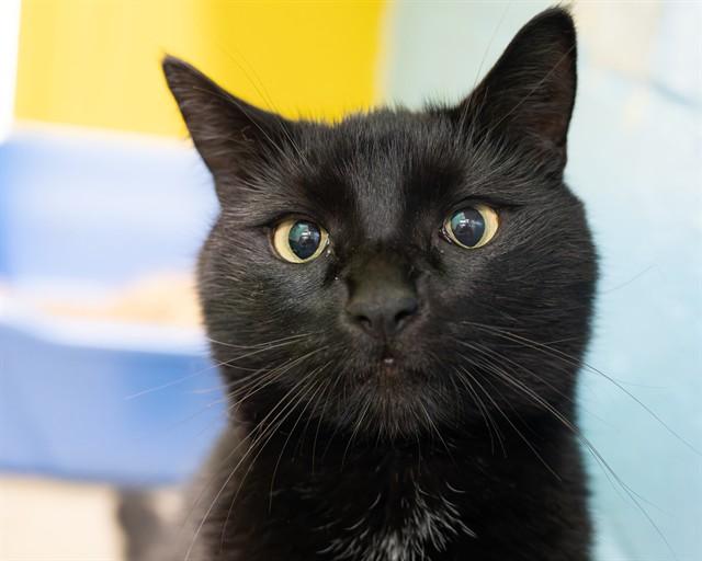 DANGER, Adoptable, Adult Female Domestic Short Hair.