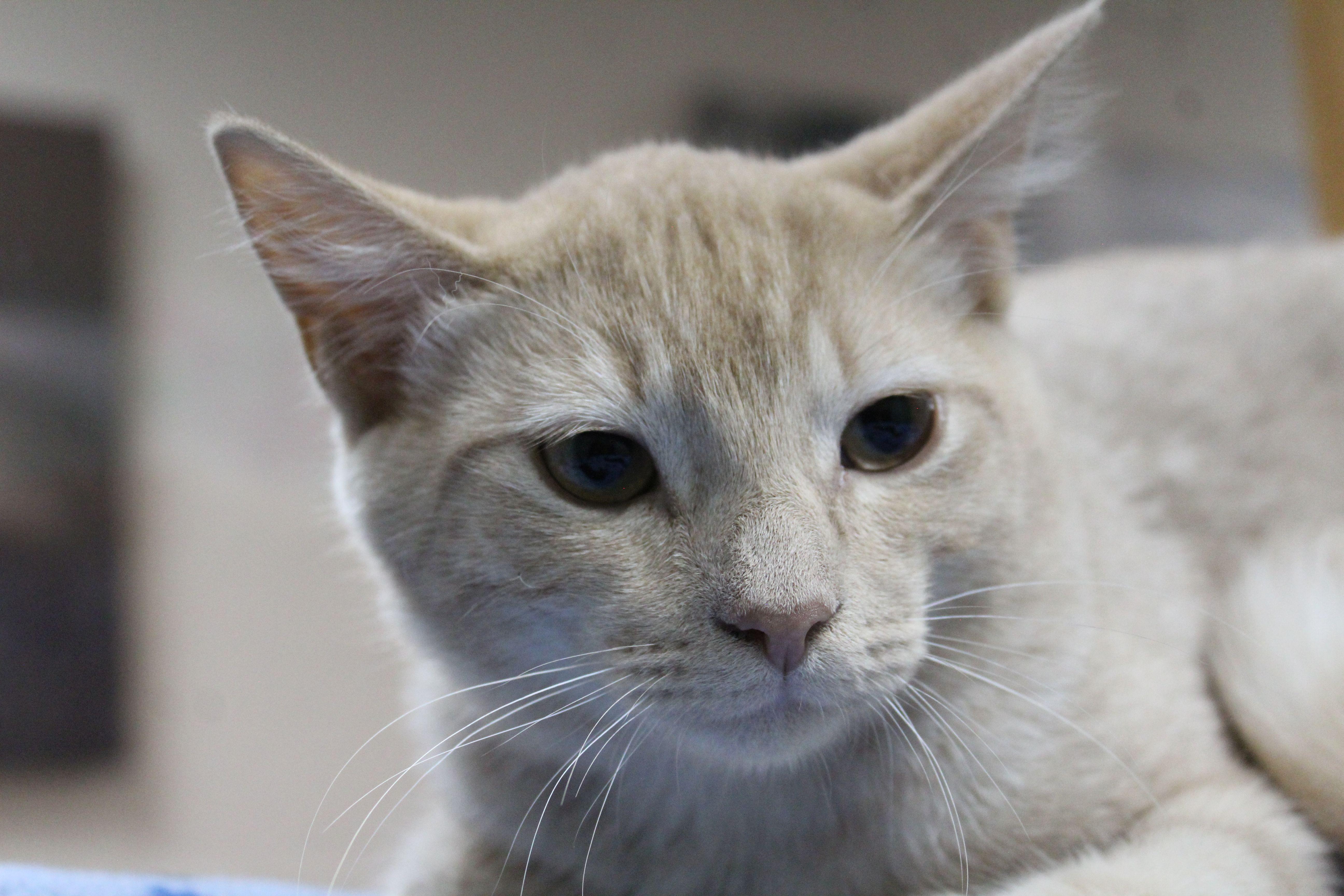 Enlarge Bart, a Adoptable Tabby in Portage, WI image 3/3