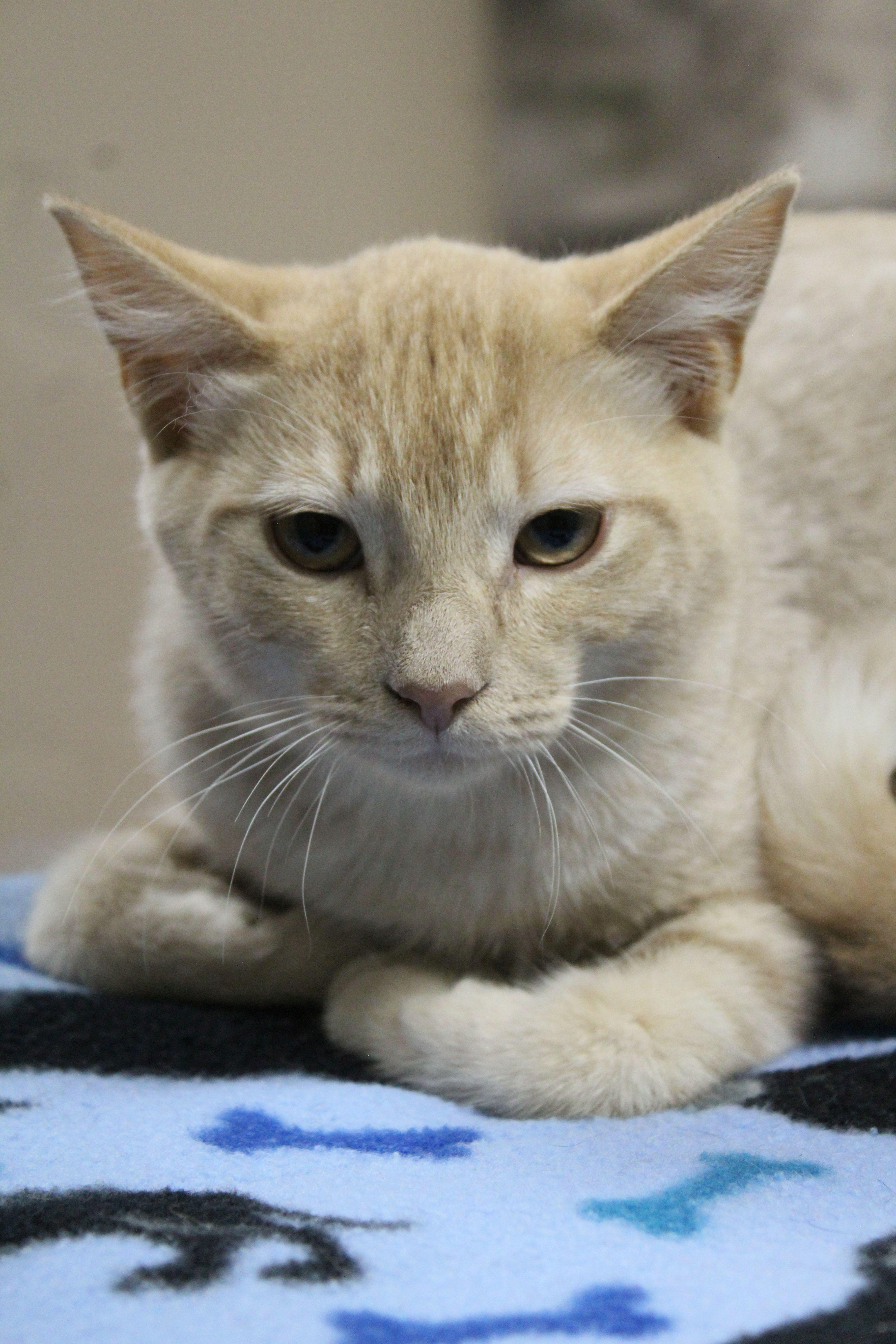 Enlarge Bart, a Adoptable Tabby in Portage, WI image 1/3