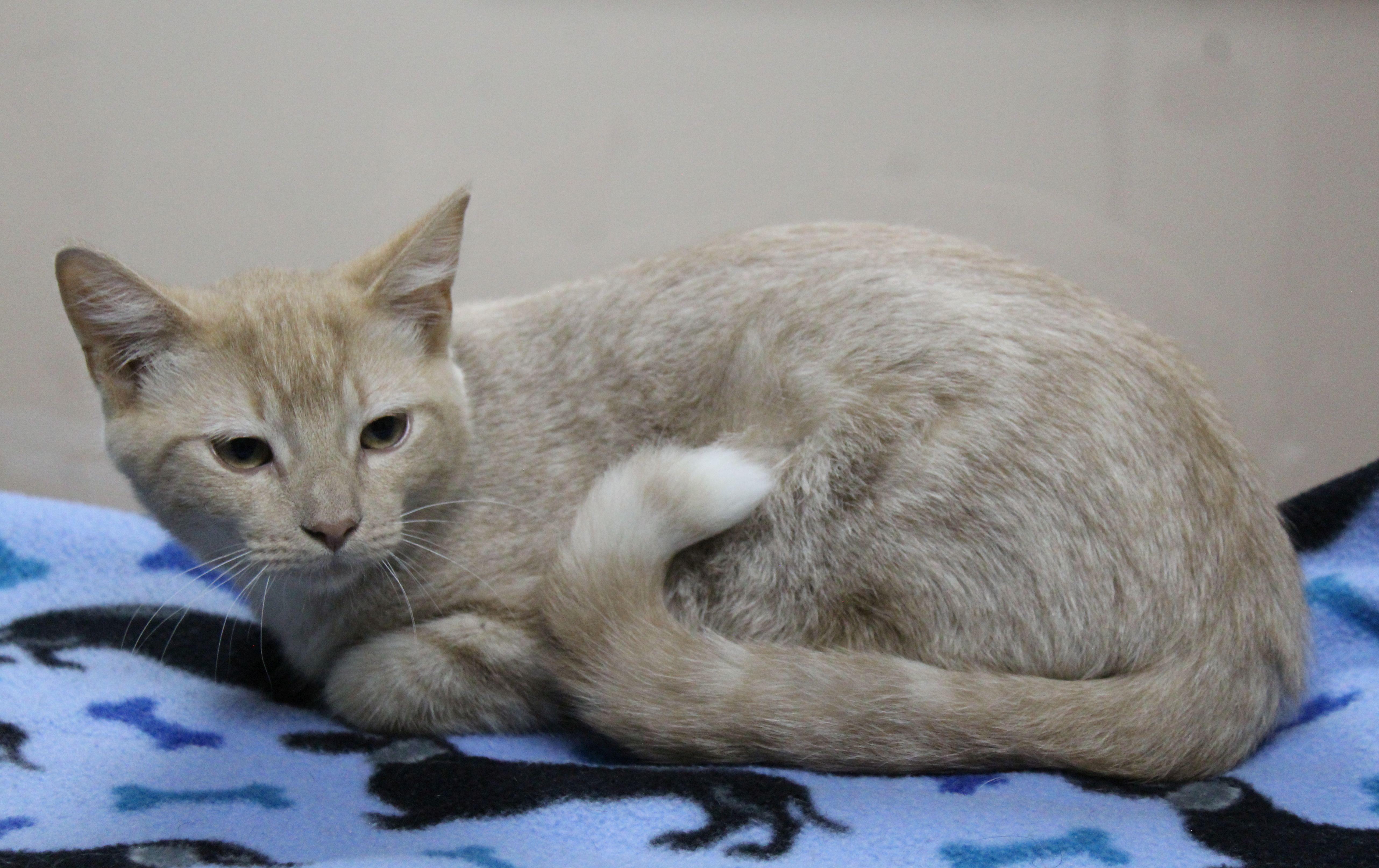 Enlarge Bart, a Adoptable Tabby in Portage, WI image 2/3