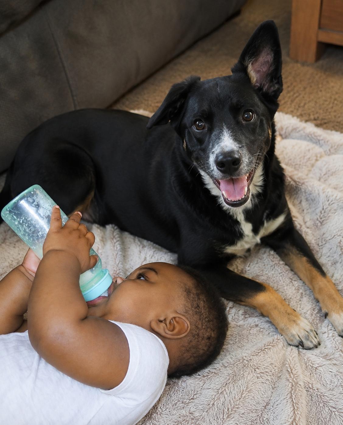 Enlarge Blu (female), a Adopted mixed breed in West Islip, NY image 5/6