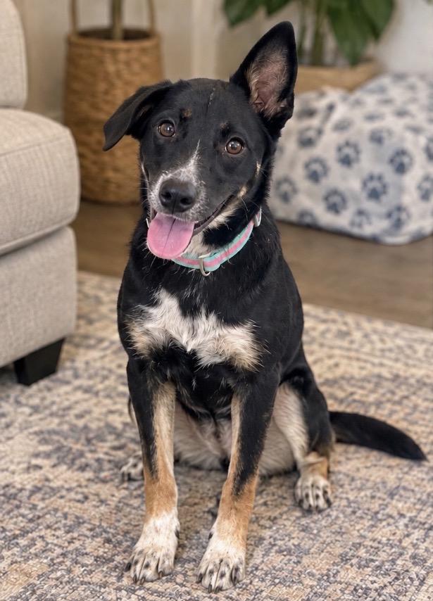 Enlarge Blu (female), a Adopted mixed breed in West Islip, NY image 4/6