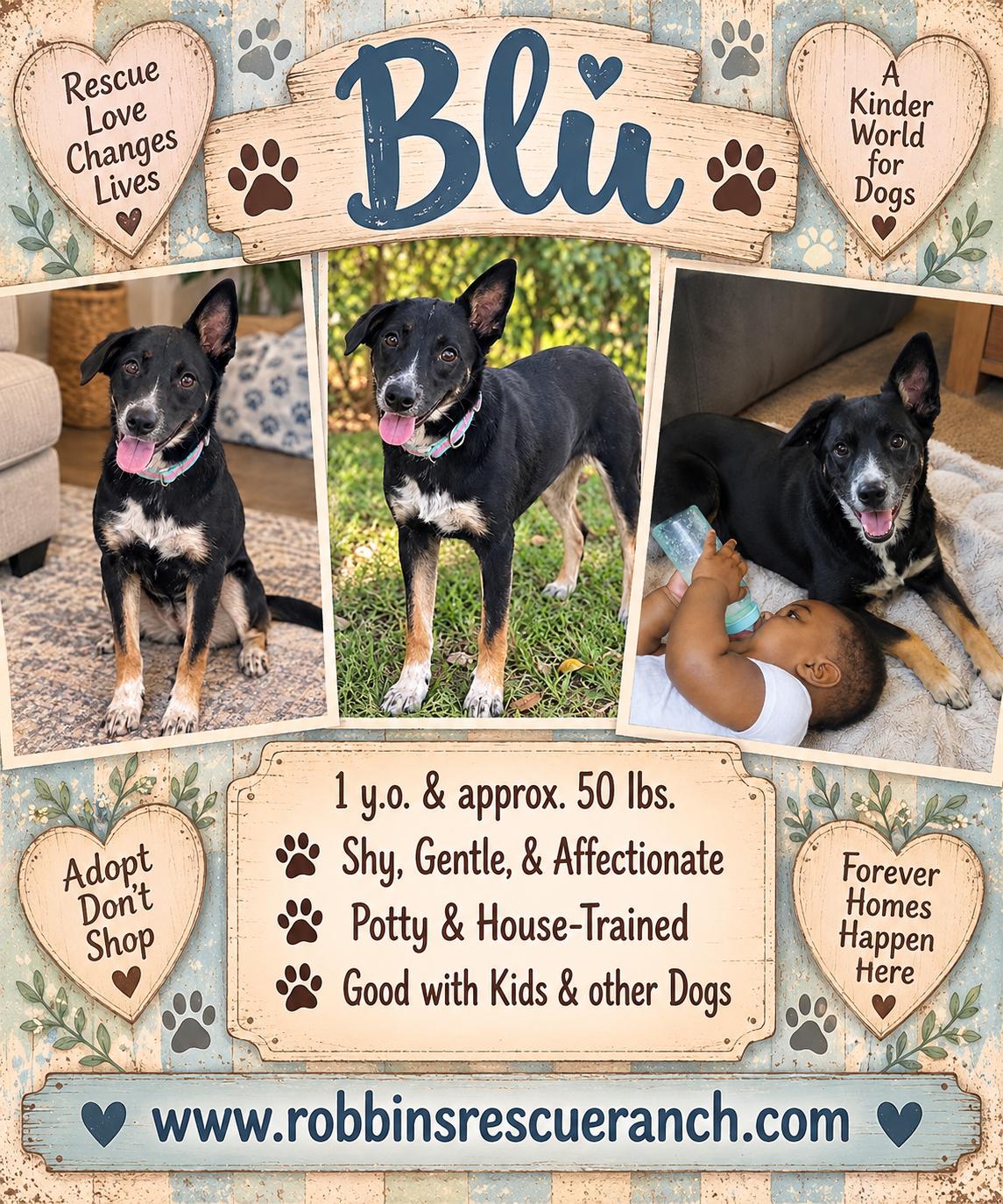 Blu (female), Adoptable, Young Female Shepherd.