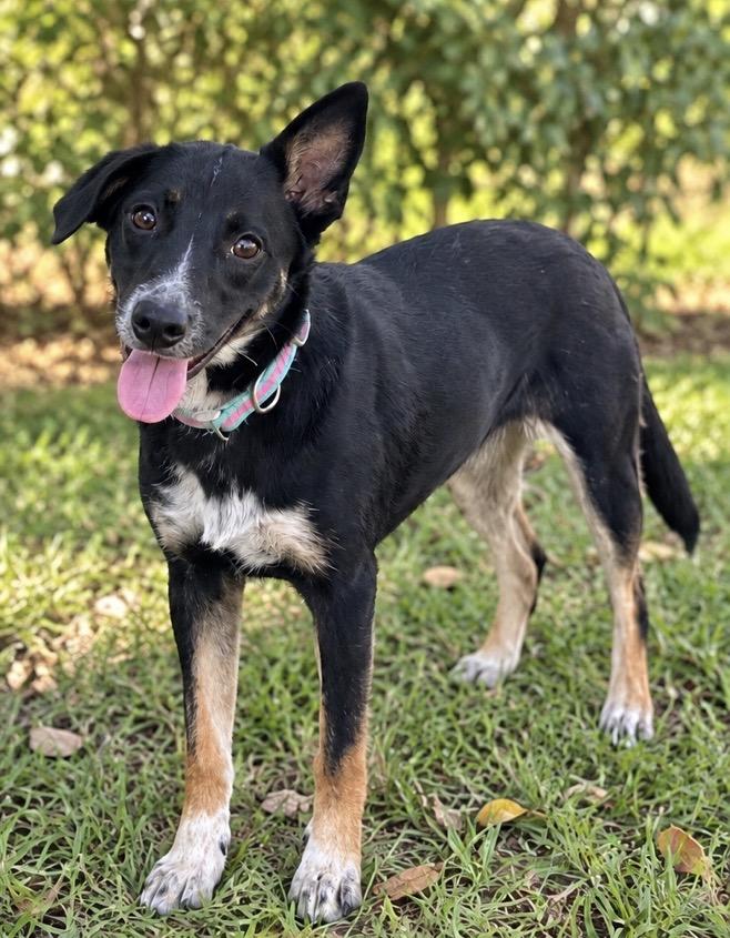 Enlarge Blu (female), a Adopted mixed breed in West Islip, NY image 2/6