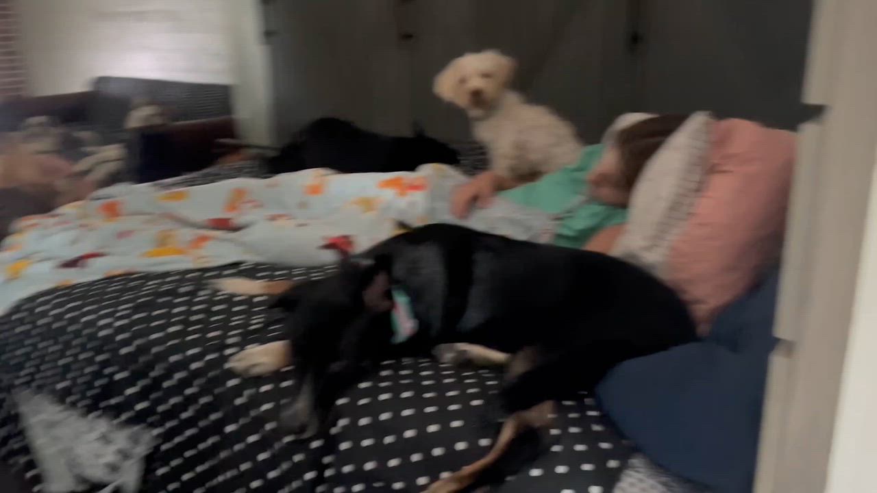 Enlarge Blu (female), a Adopted mixed breed in West Islip, NY video 6/6