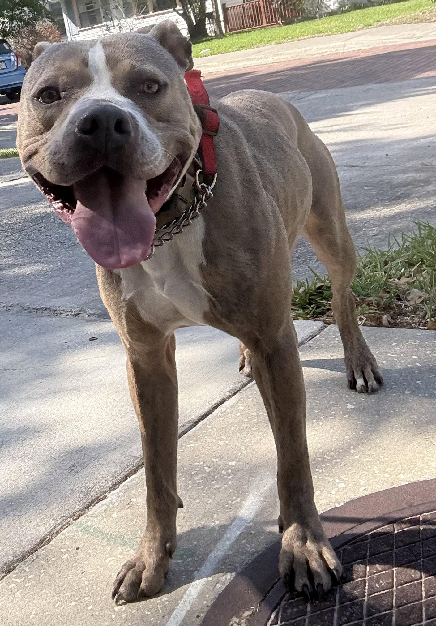 Buddy - TRAINING CAMP, Adoptable, Adult Male Catahoula Leopard Dog & Terrier.