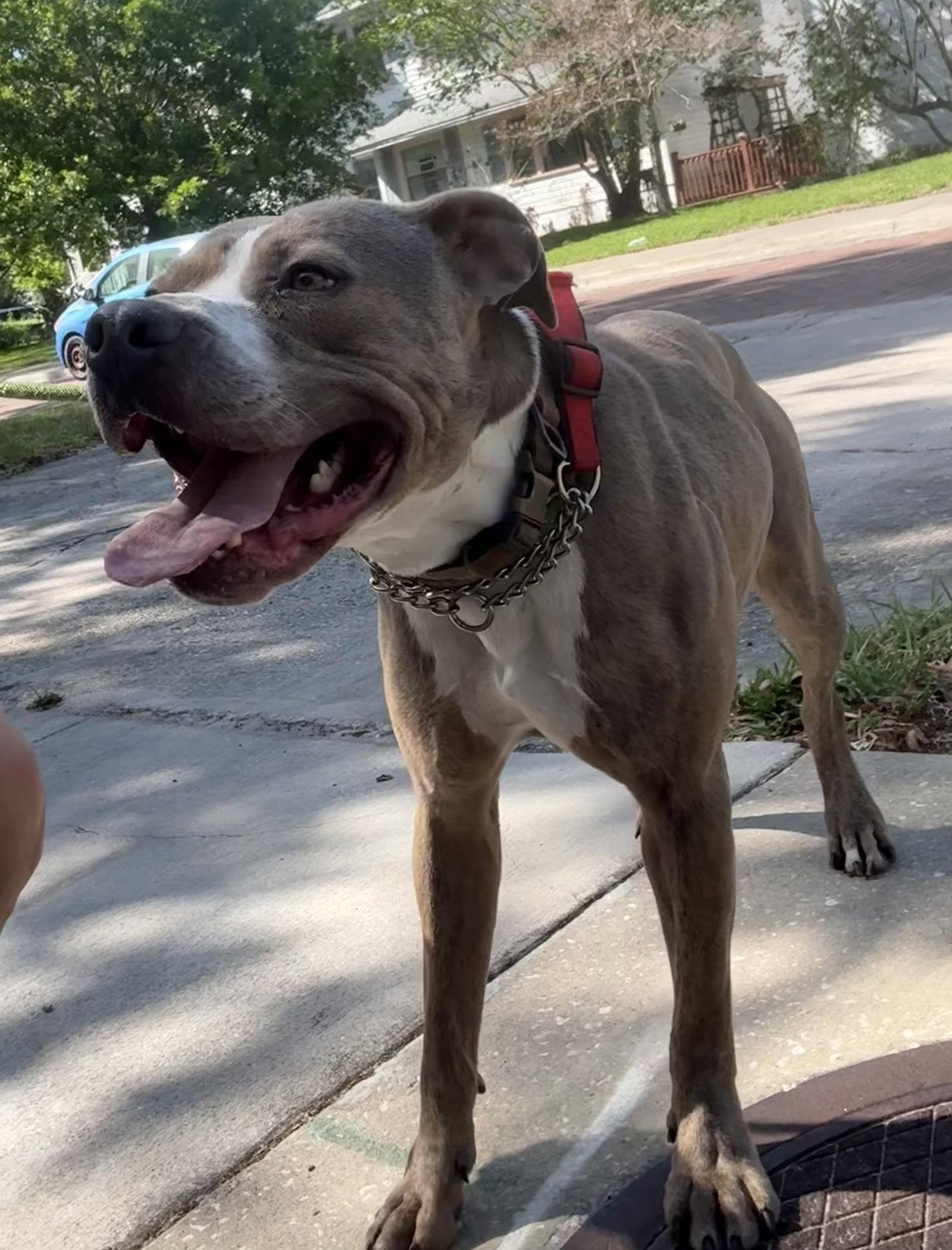 Buddy - TRAINING CAMP, a Adoptable mixed breed in Sanford, FL image 2/2