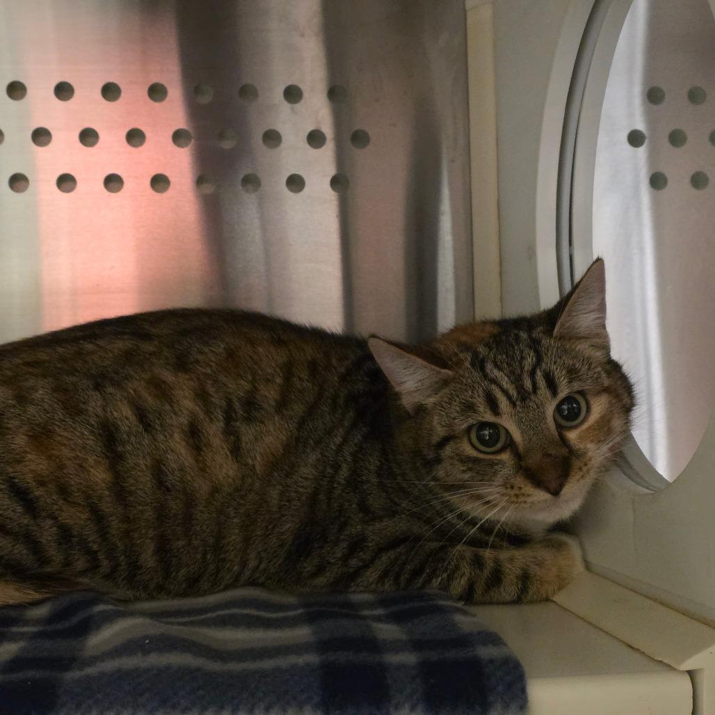 Enlarge Blair, a Adoptable Domestic Short Hair in Port Townsend, WA image 1/2