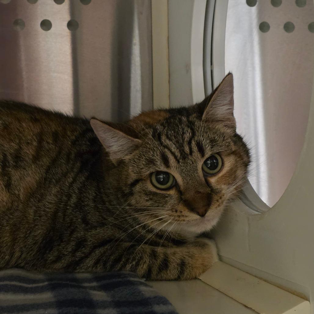 Enlarge Blair, a Adoptable Domestic Short Hair in Port Townsend, WA image 2/2