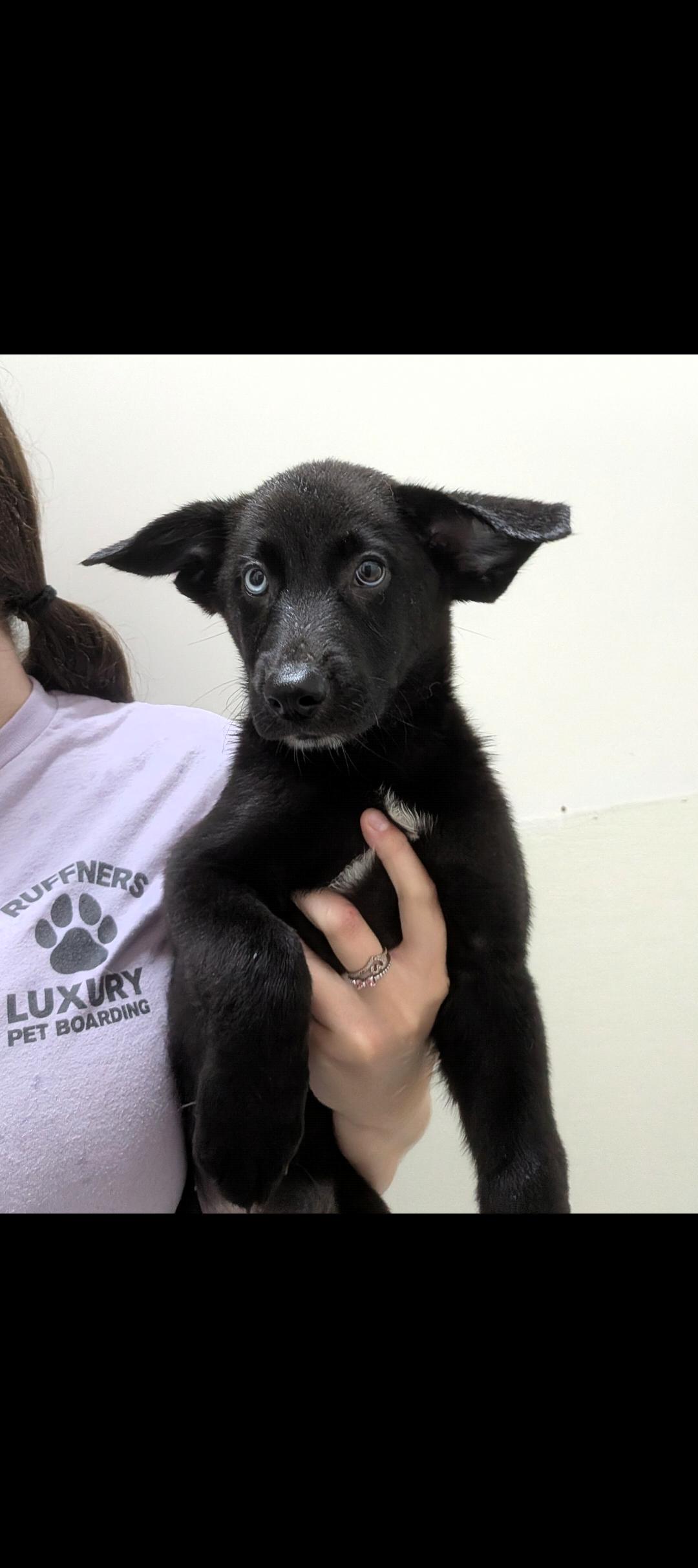Enlarge Colin, a Adoptable mixed breed in Aurora, IL image 3/4