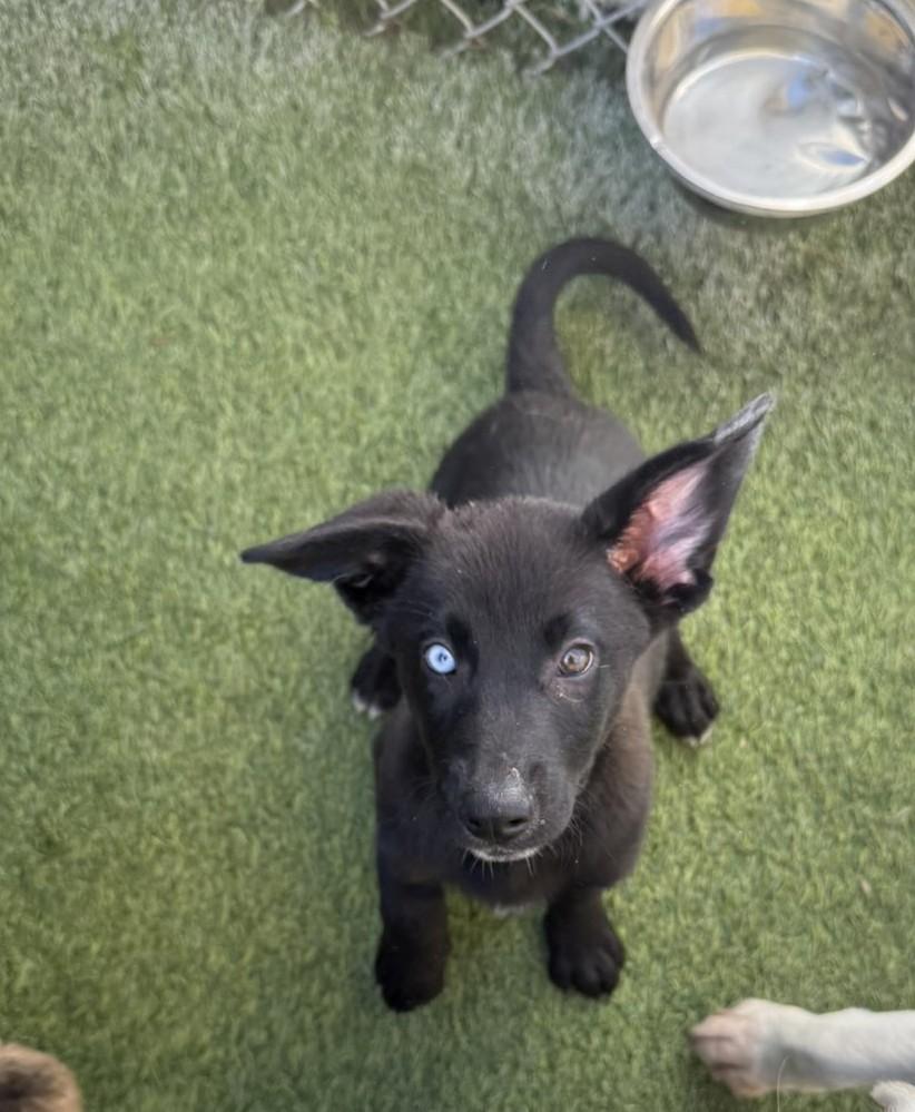 Enlarge Colin, a Adoptable mixed breed in Aurora, IL image 2/4