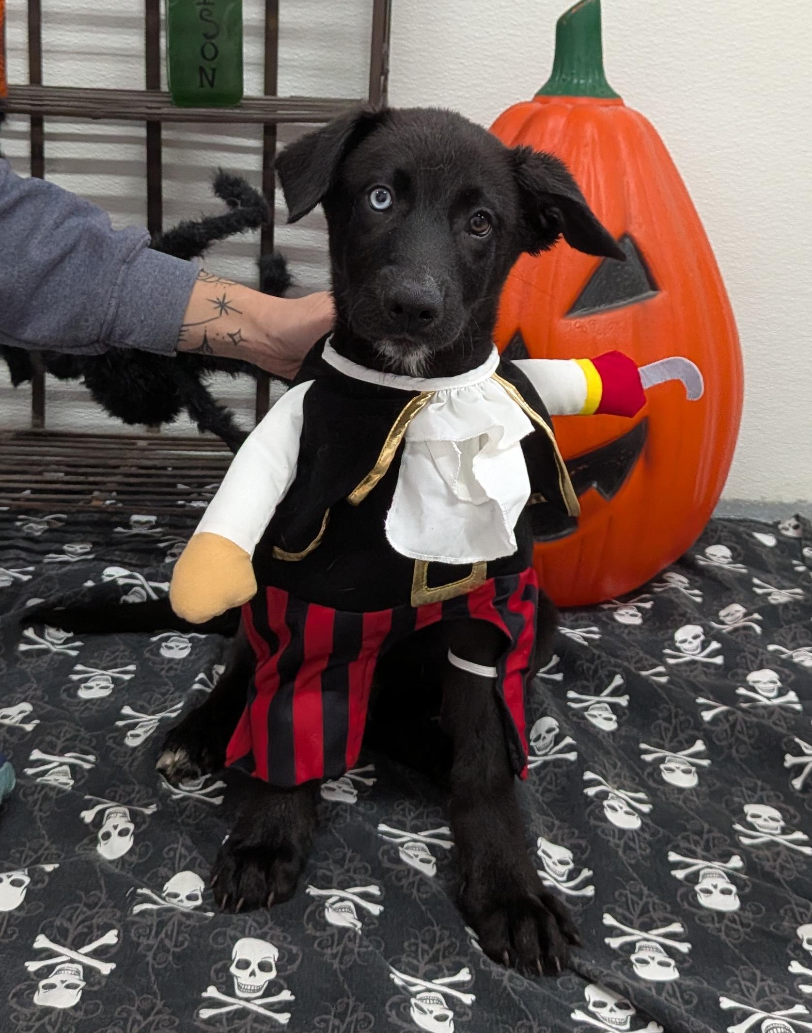 Enlarge Colin, a Adoptable mixed breed in Aurora, IL image 1/4