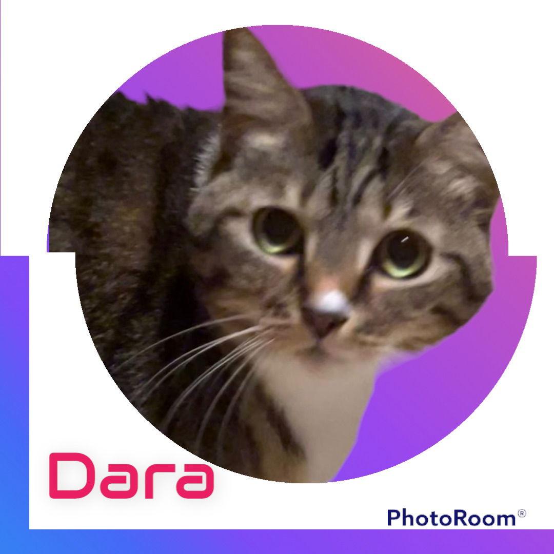 Enlarge Dara, a Adoptable mixed breed in Hallandale, FL image 2/3