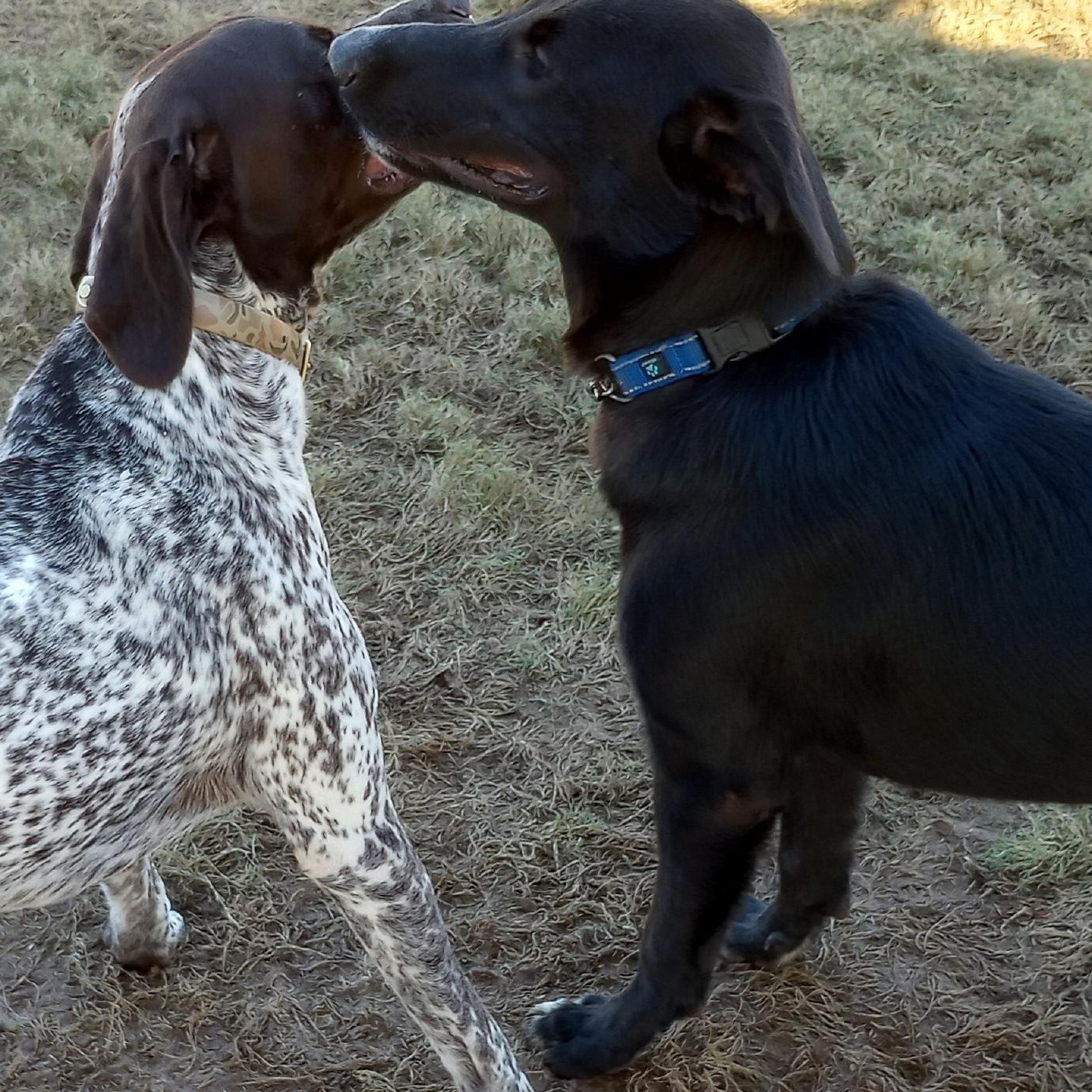 Roscoe, a Adoptable Black Labrador Retriever in Burleson, TX image 2/4
