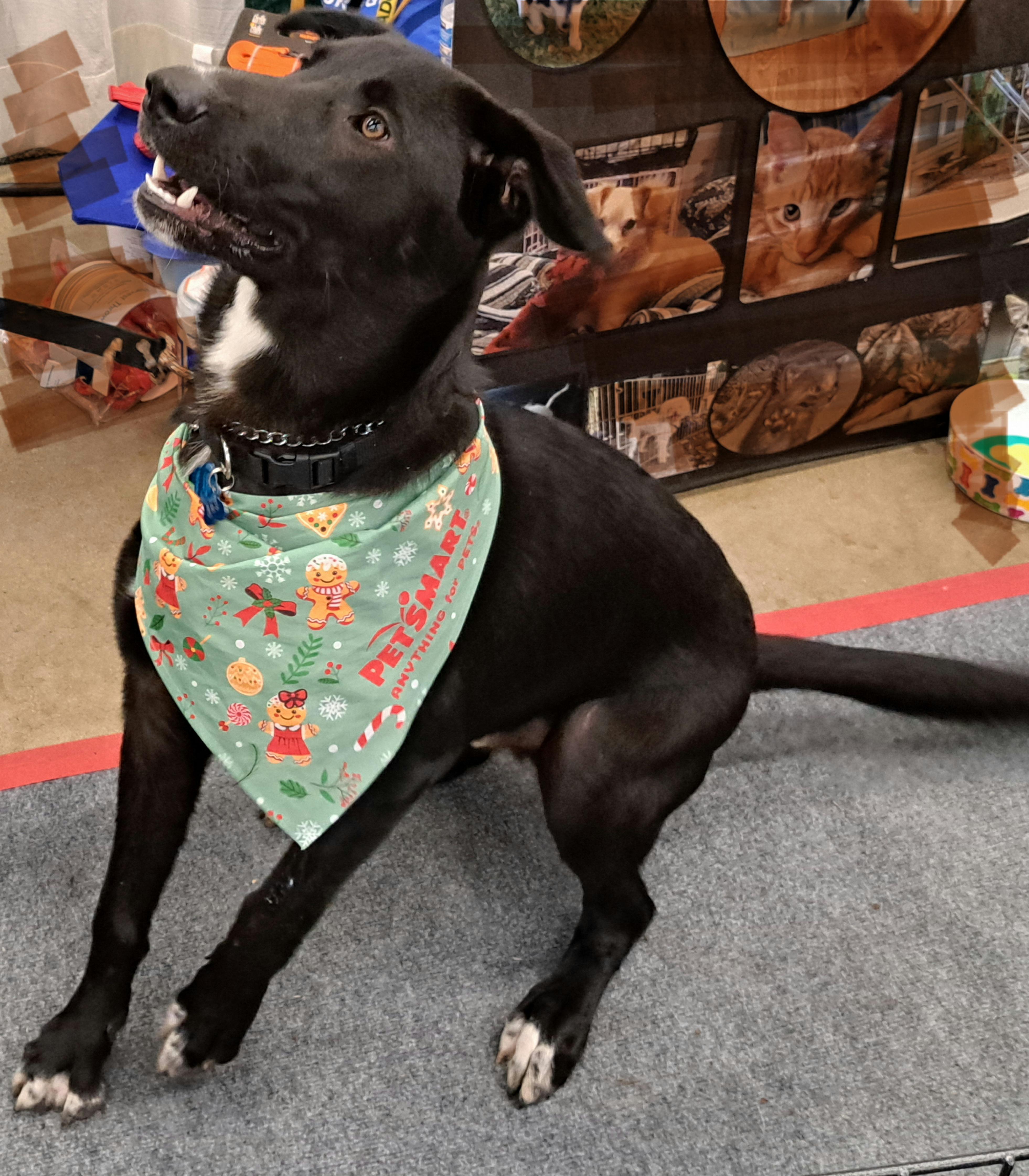 Roscoe, a Adoptable Black Labrador Retriever in Burleson, TX image 3/4