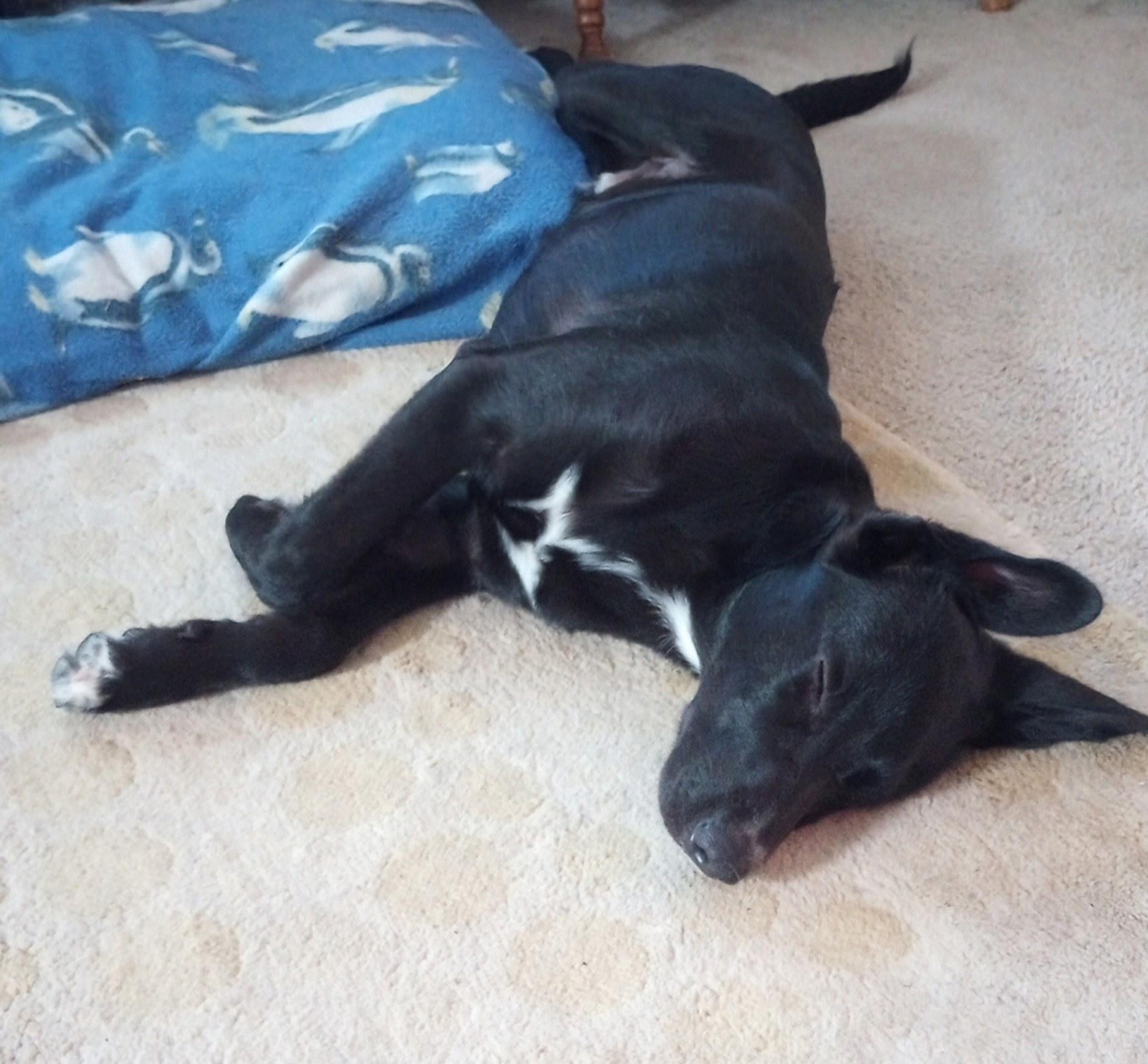 Roscoe, a Adoptable Black Labrador Retriever in Burleson, TX image 4/4