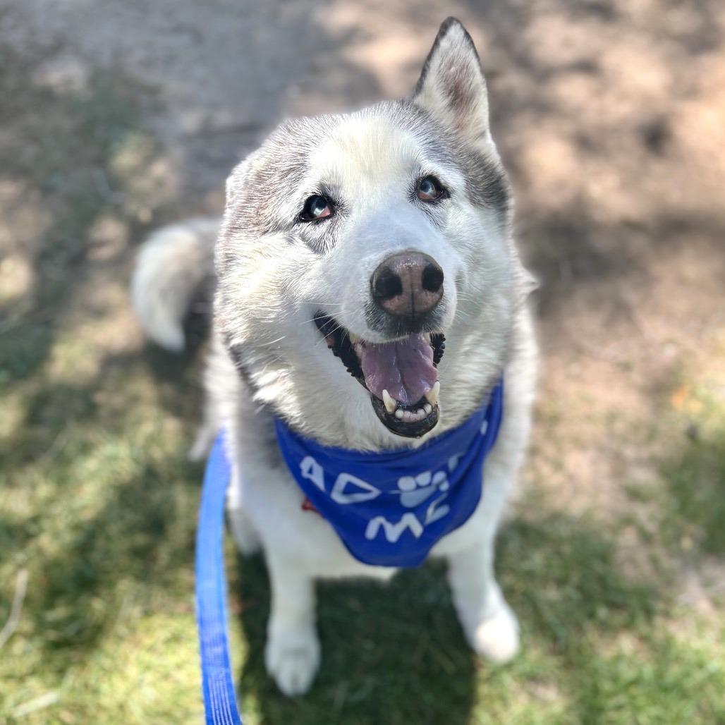 Blue, Adoptable, Senior Male Husky & Mixed Breed.
