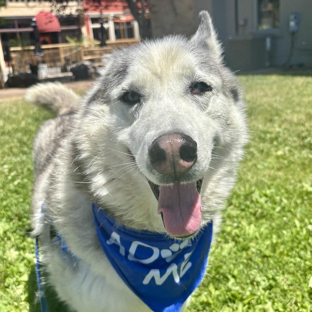 Enlarge Blue, a Adoptable mixed breed in Glenwood Springs, CO image 1/6